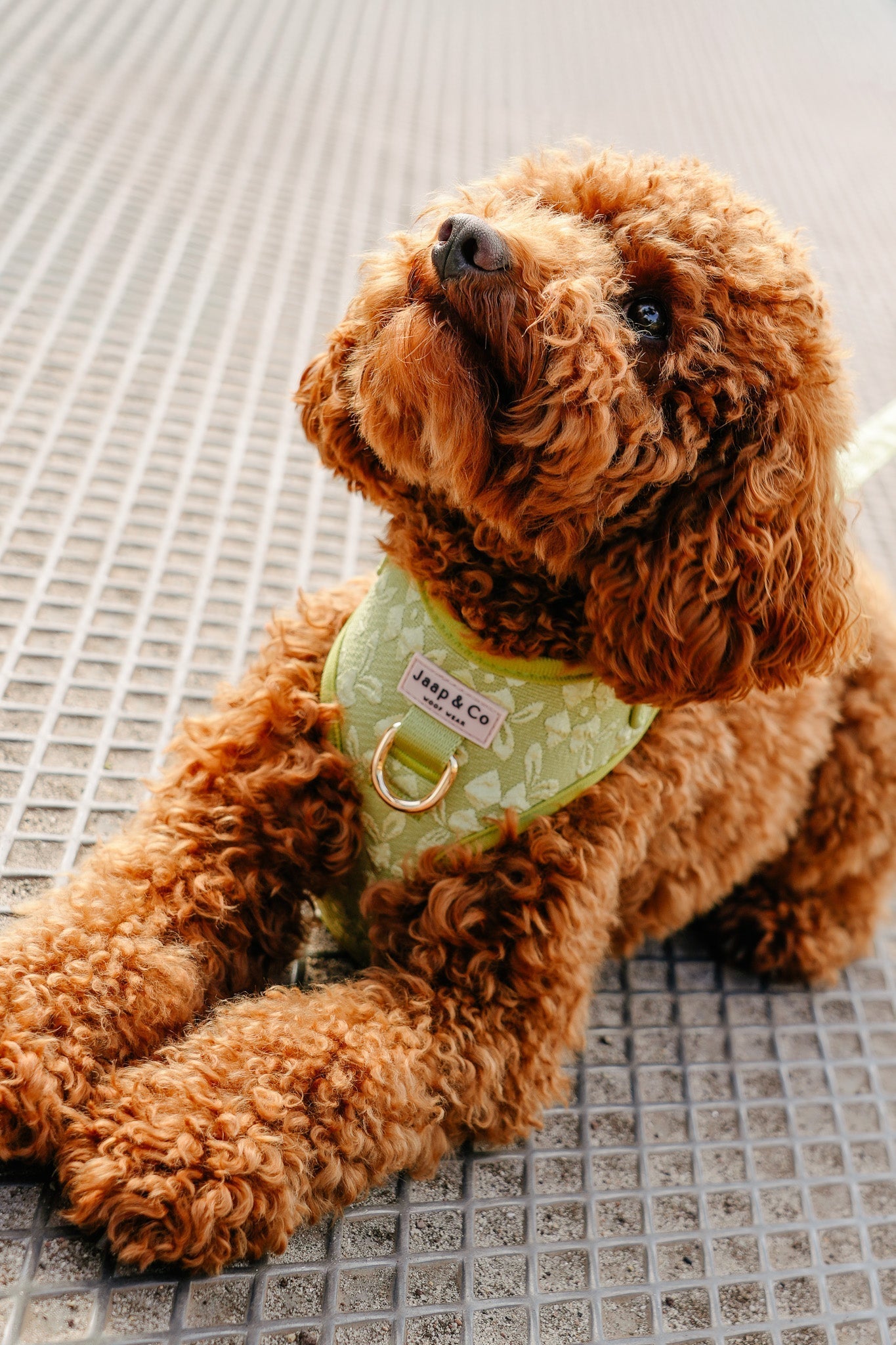 Blaf & Bite: de leukste restaurants waar je hond ook mee-eten mag