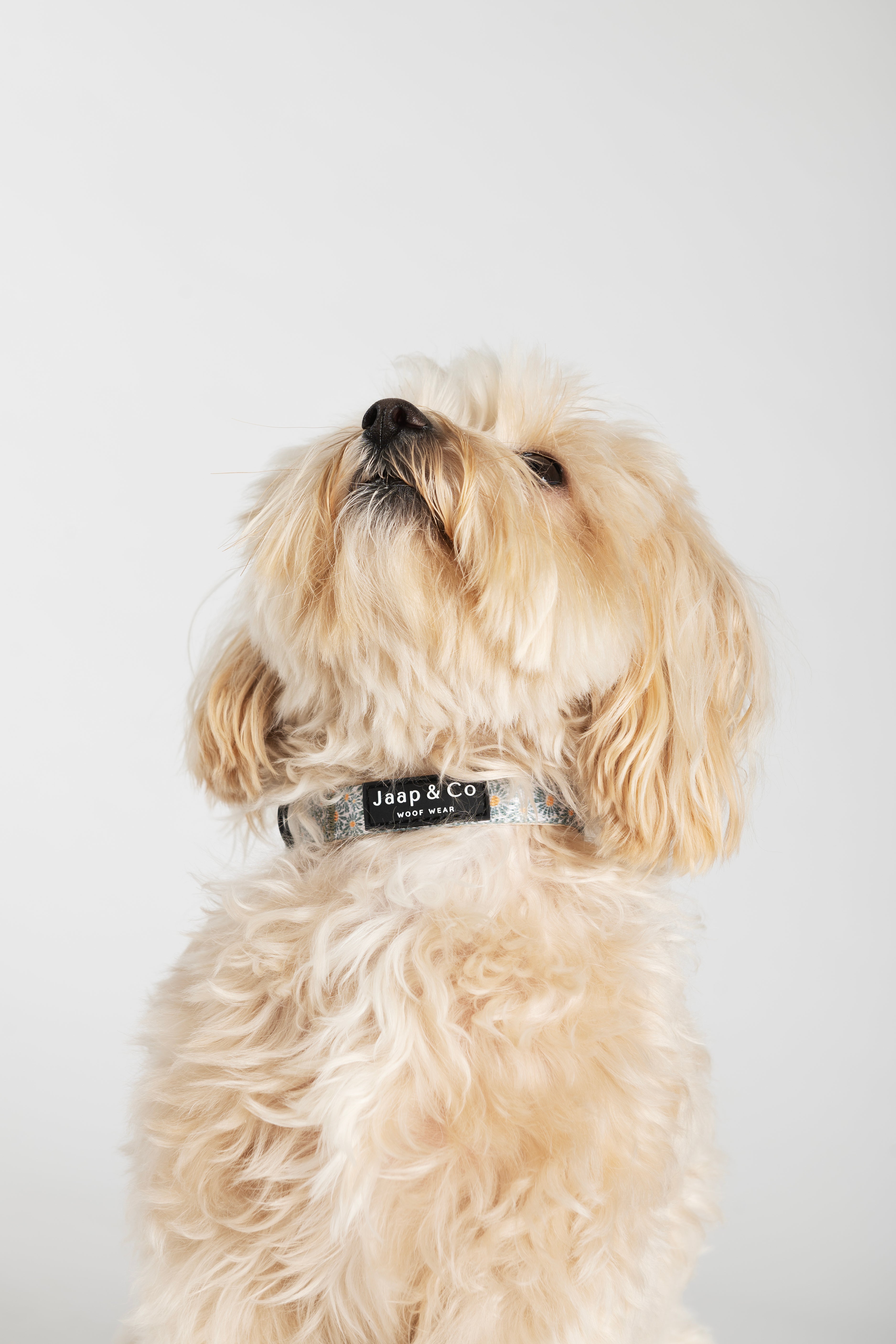 Floral Memories - Dog Collar