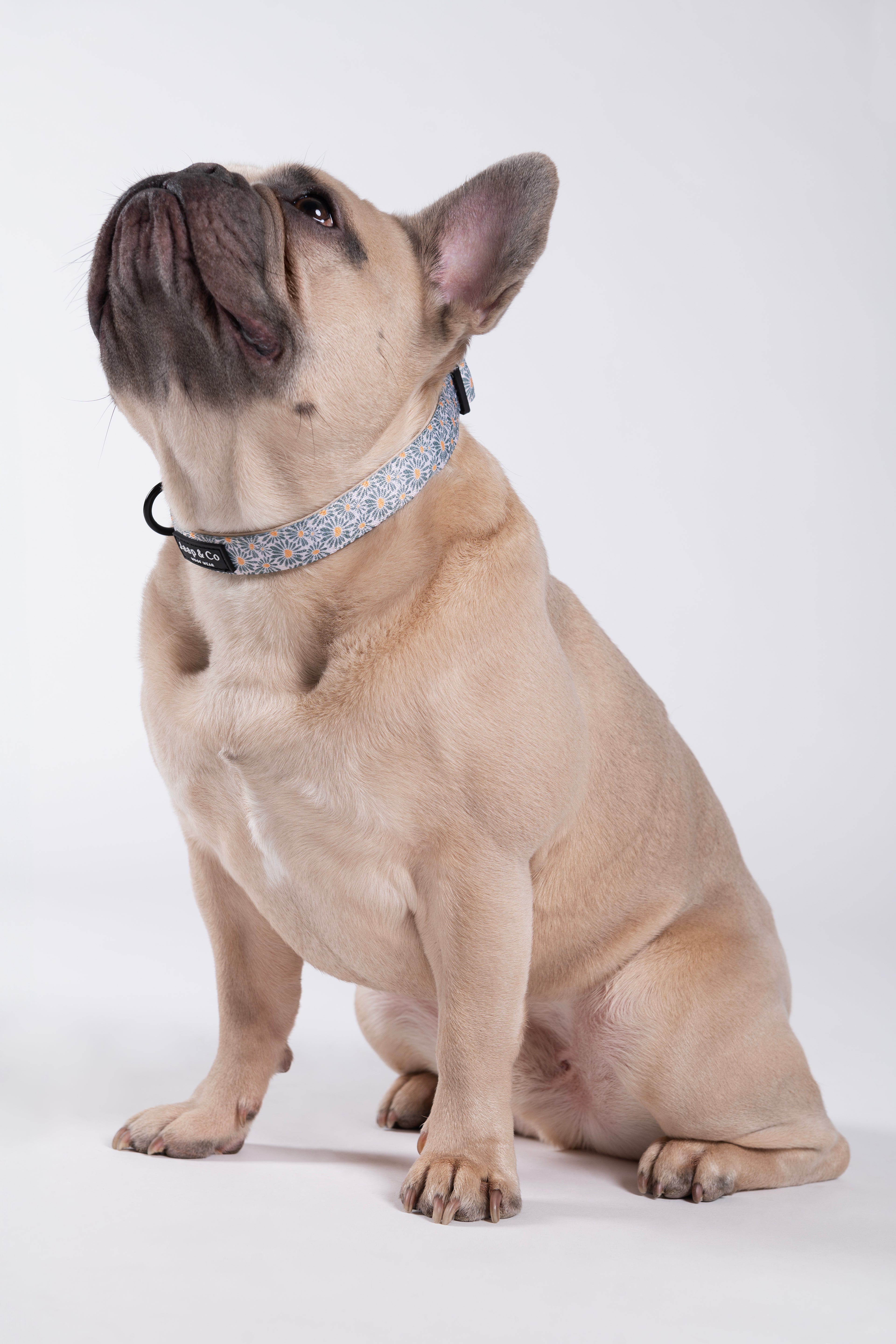 Floral Memories - Dog Collar