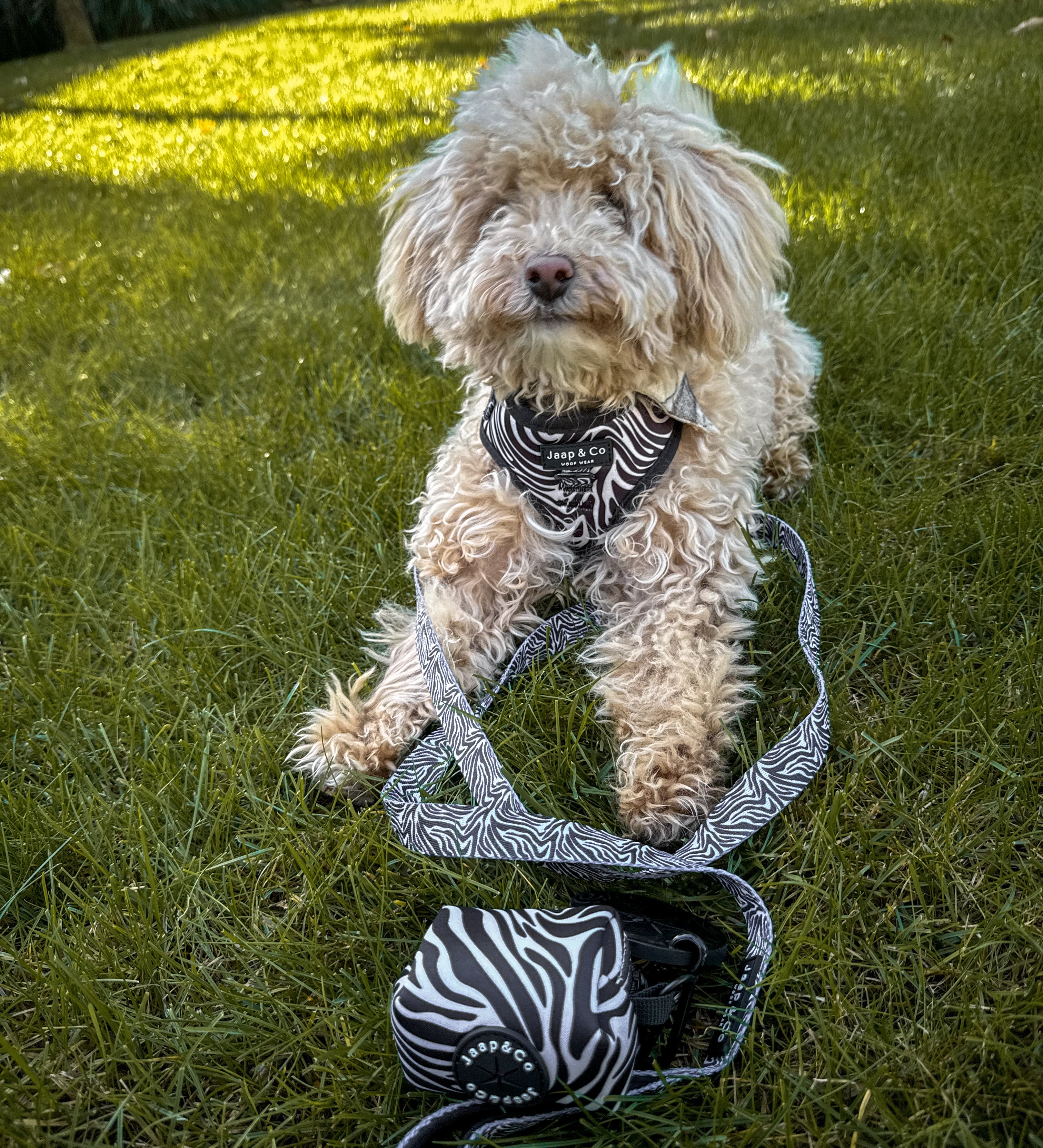 Zebra Chic - Dog Harness