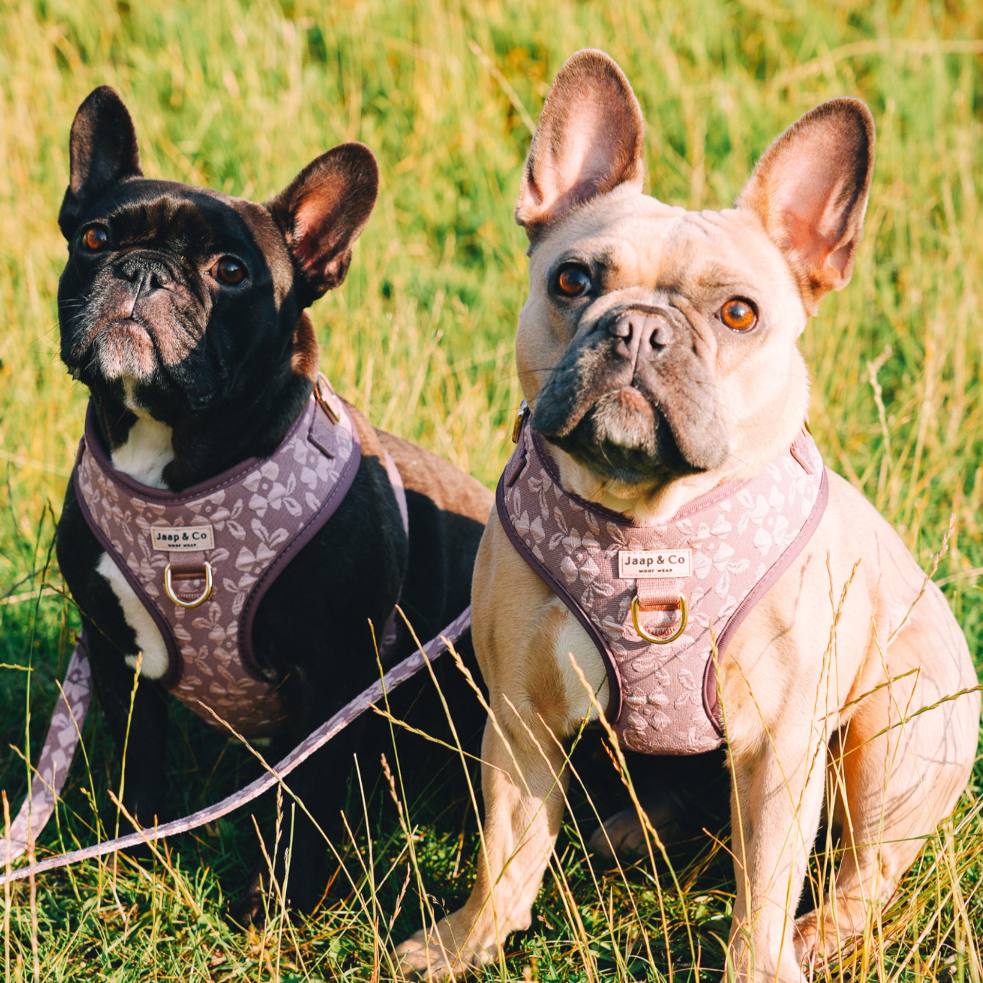 Rosé Dusk - Hondentuigje