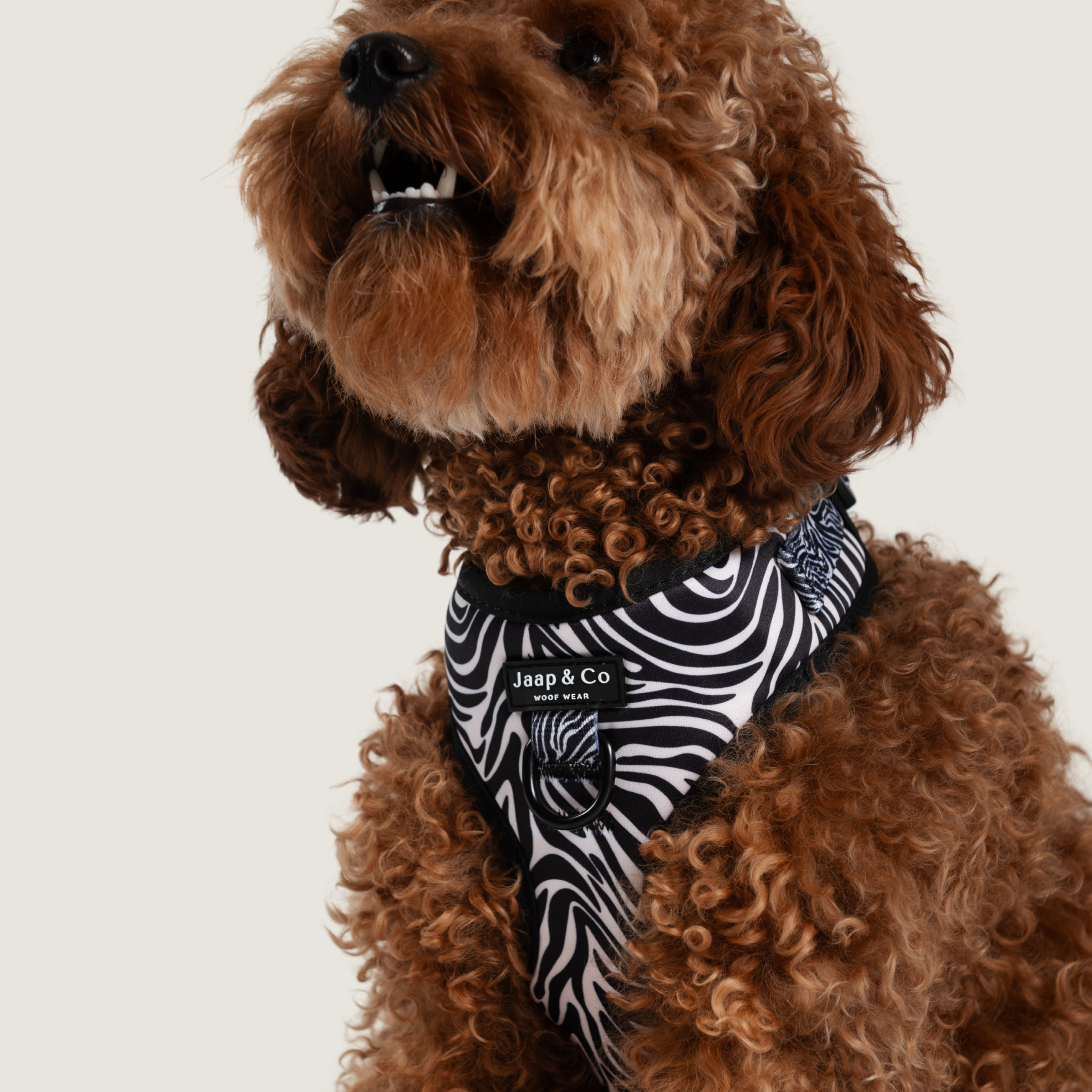 Zebra Chic - Dog Harness