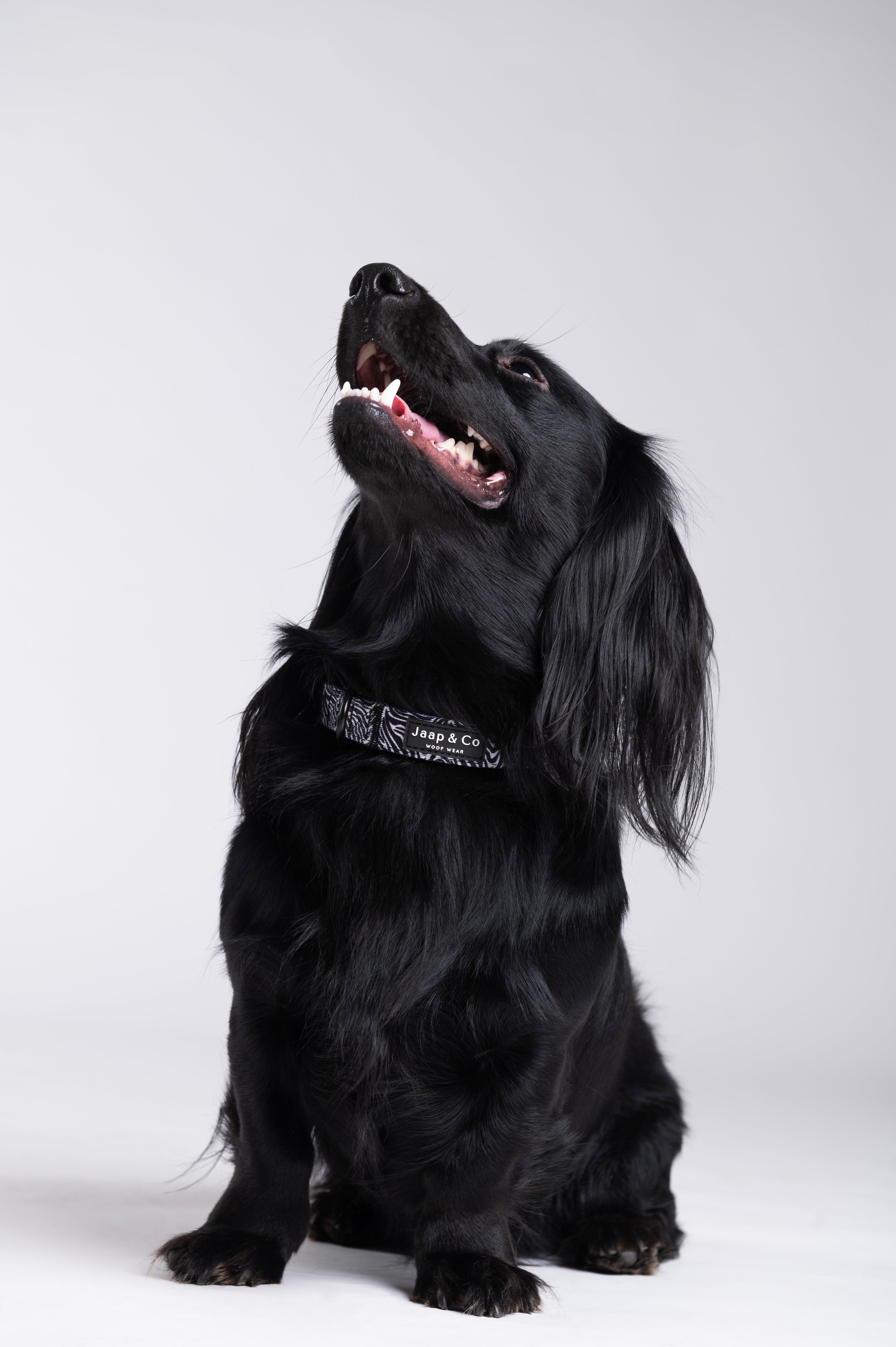 Zebra Chic – Hundehalsband