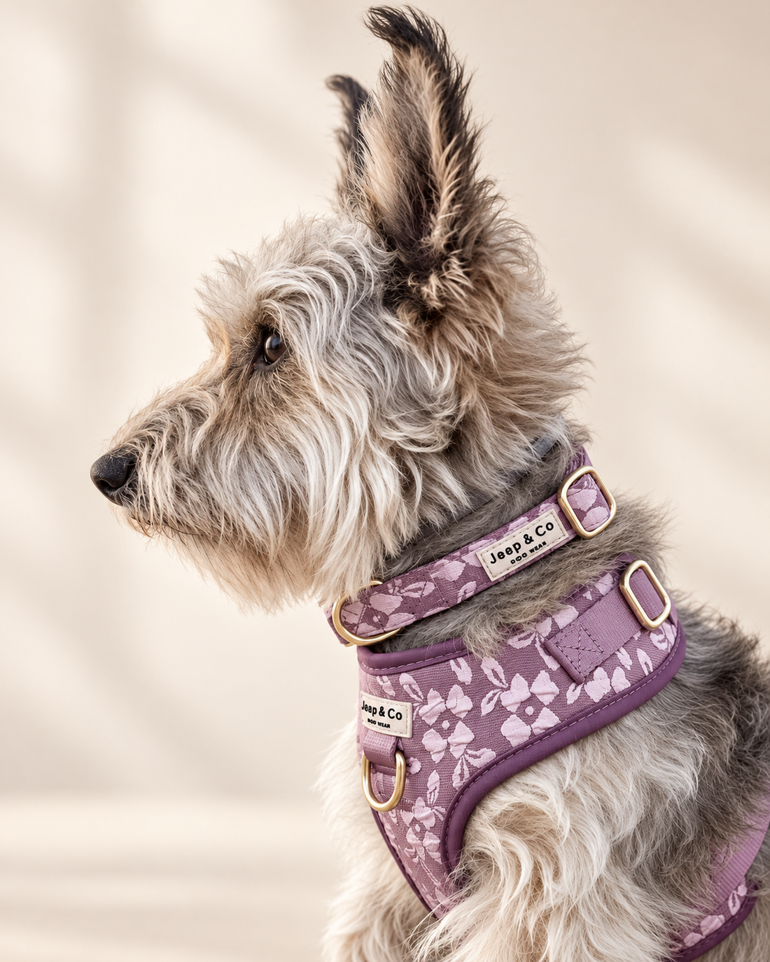 Rosé Dusk – Hundehalsband