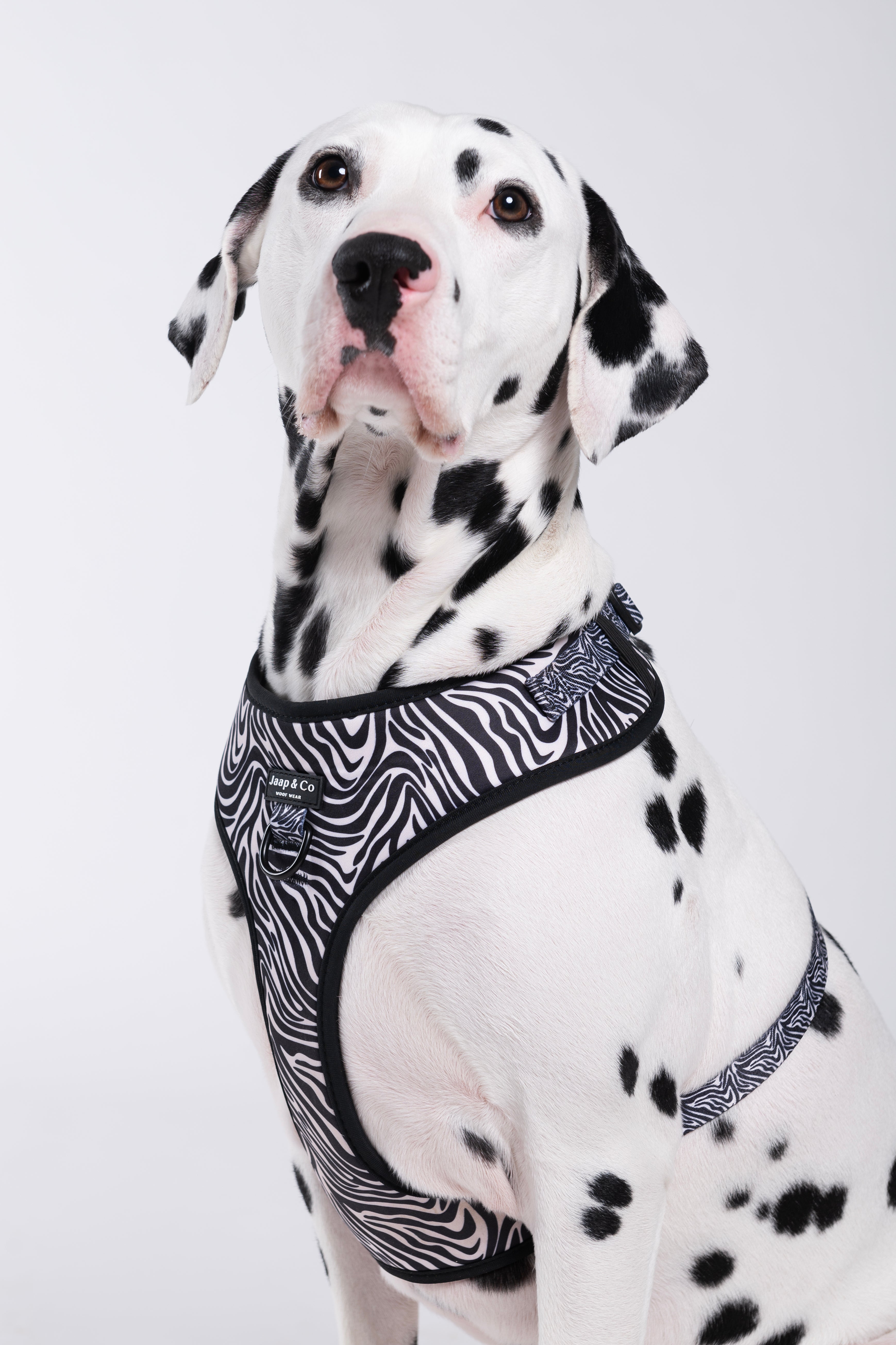 Zebra Chic - Dog Harness