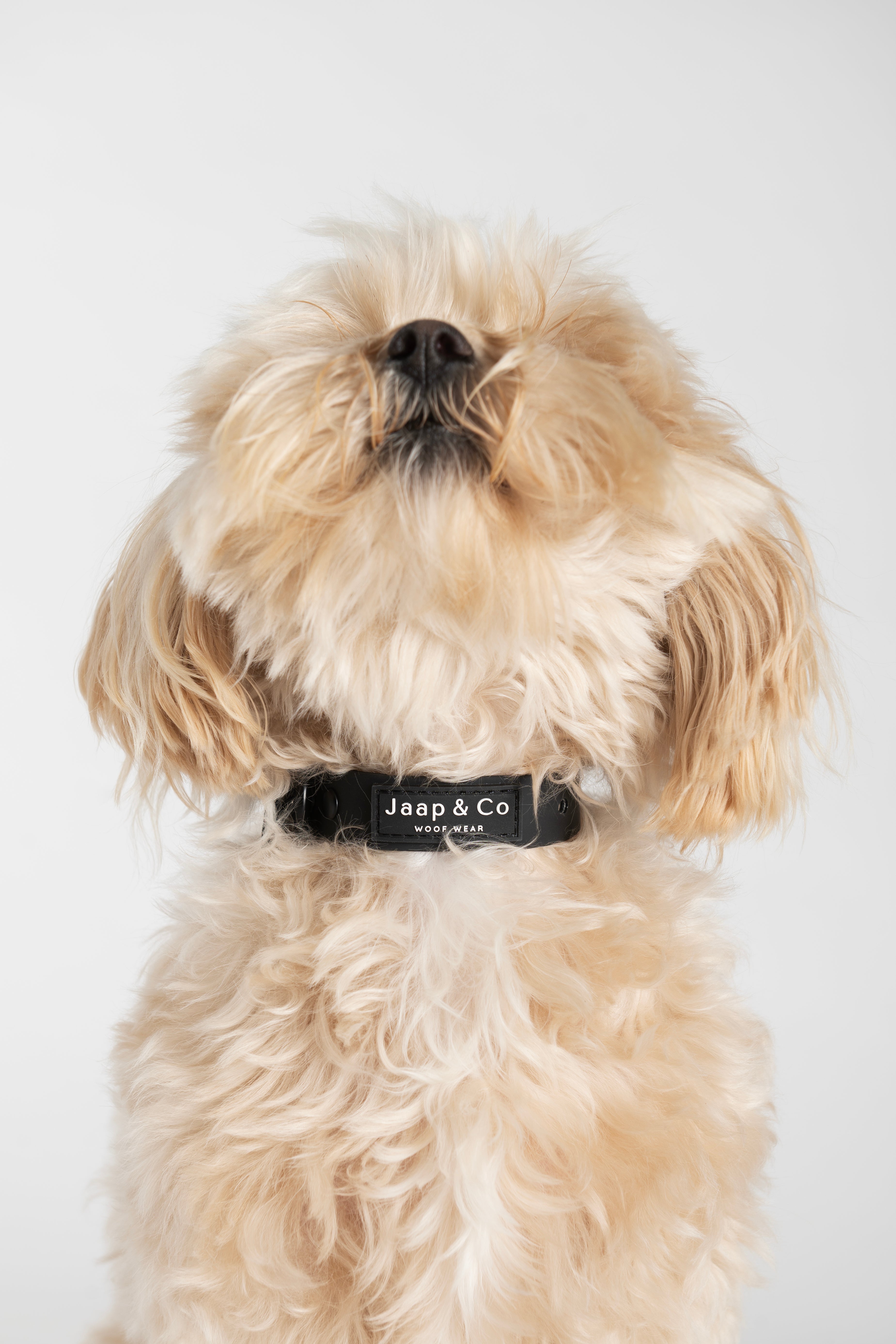 Black Paws Waterproof - Dog Collar