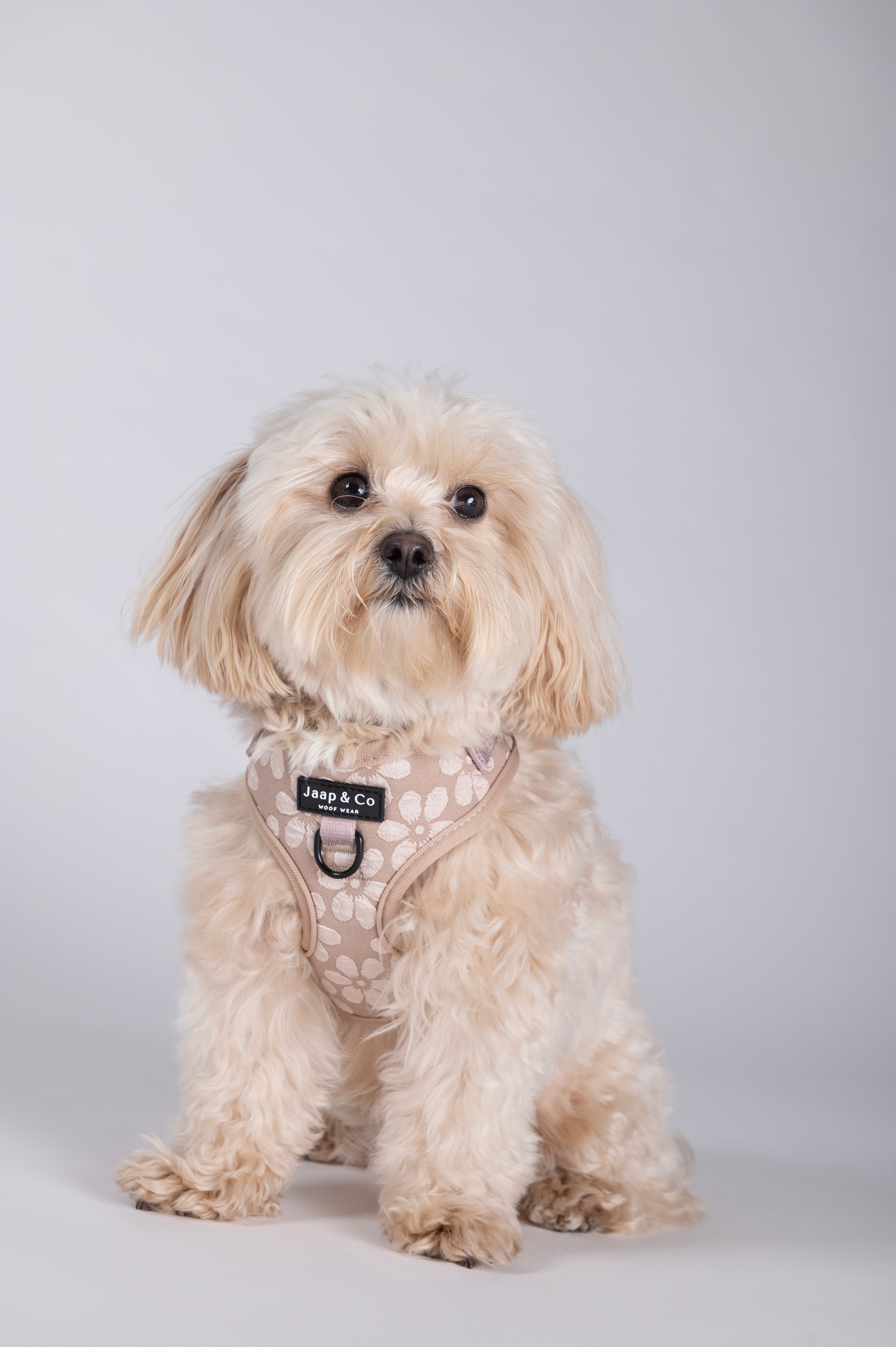 Blush Elegance - Dog Harness