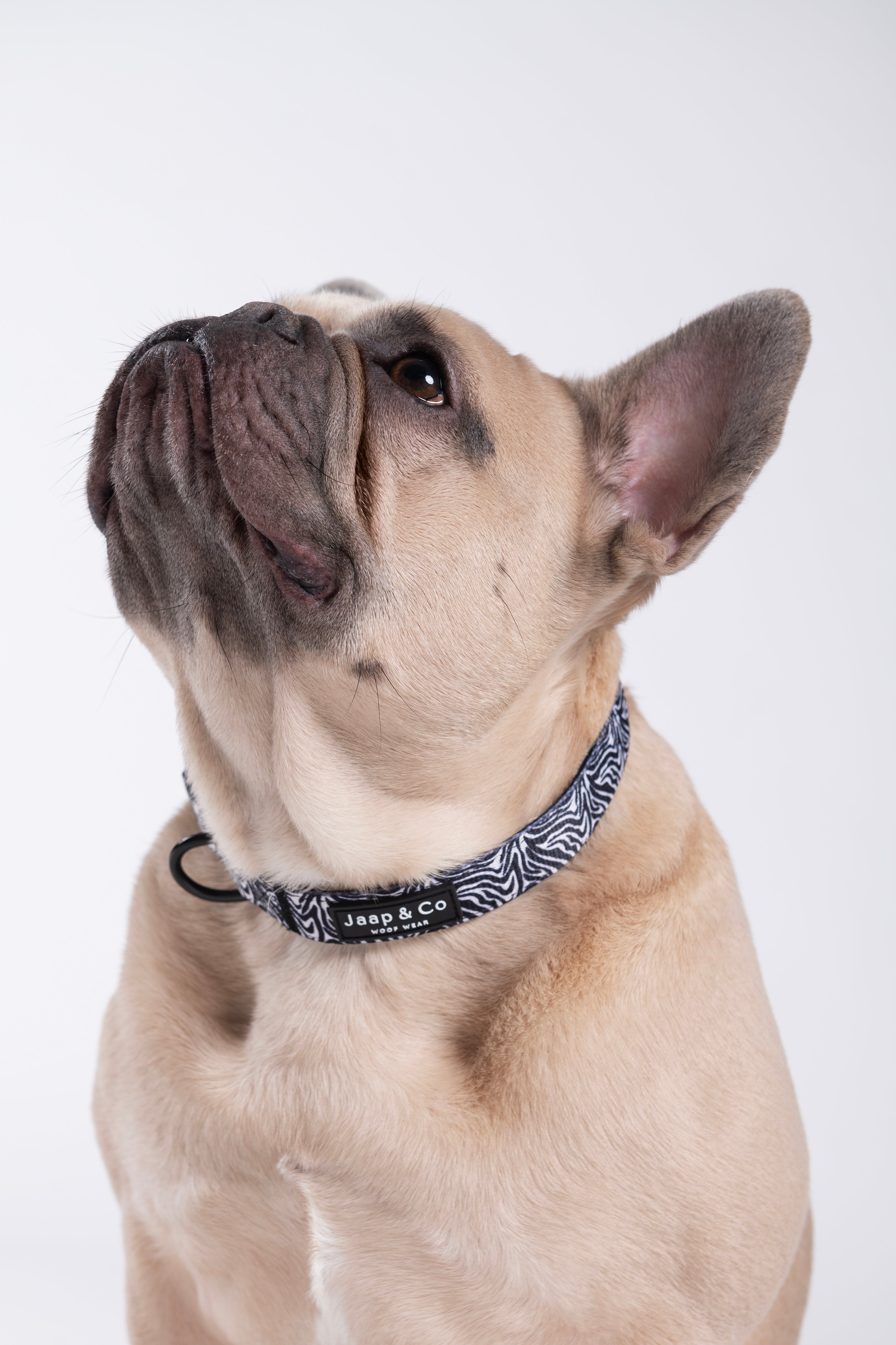 Zebra Chic – Hundehalsband