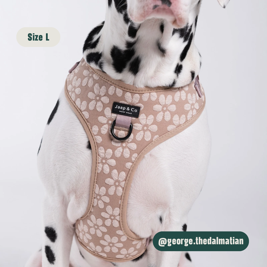 Blush Elegance - Hundegeschirr