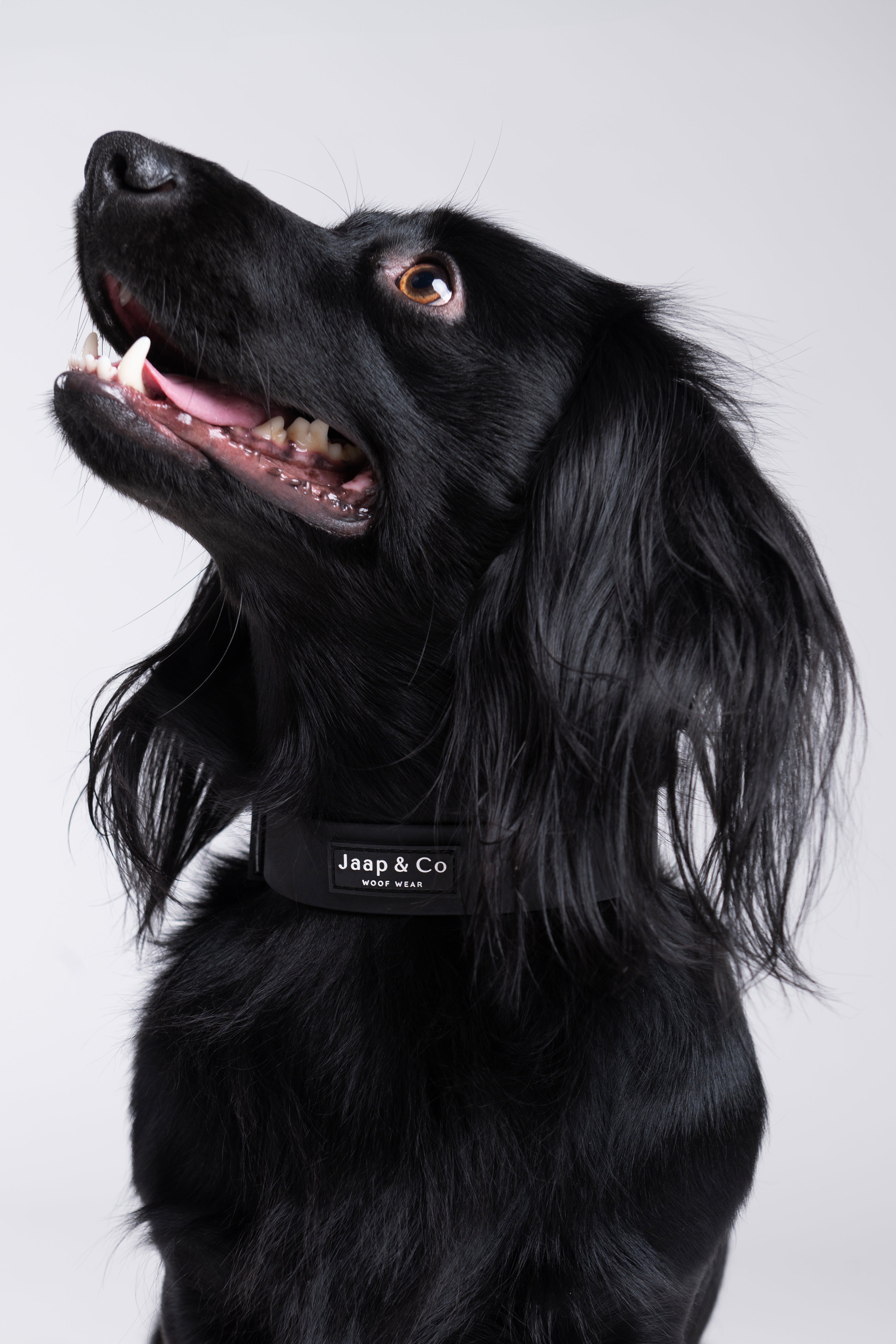 Black Paws Waterproof - Dog Collar