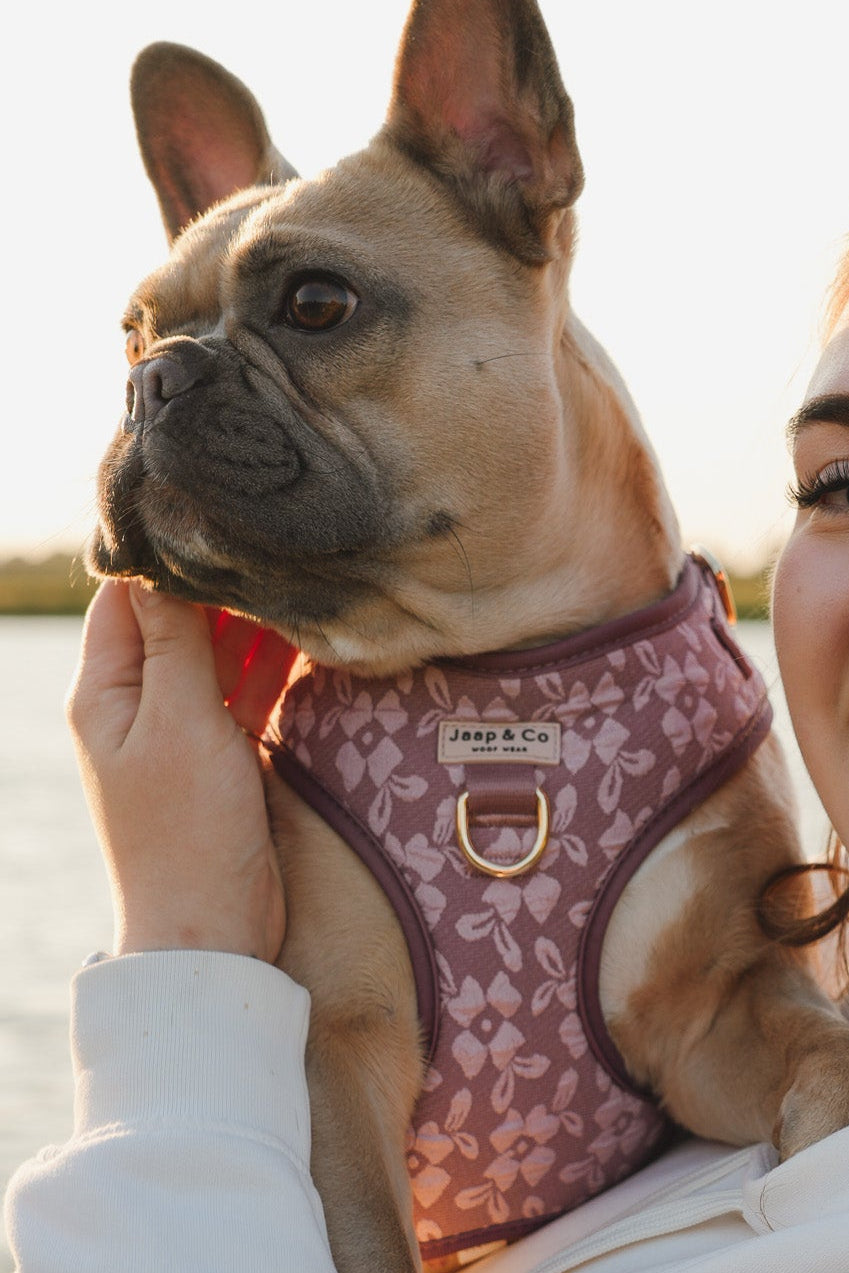 Rosé Dusk - Hundegeschirr (GRÖSSE XS, S VORBESTELLUNG)
