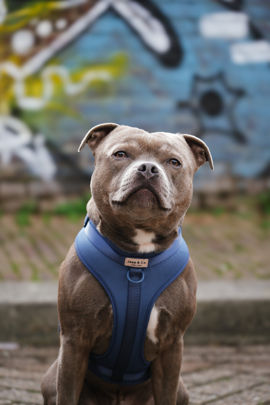 Bold Blue Waterproof - Set Tuigje