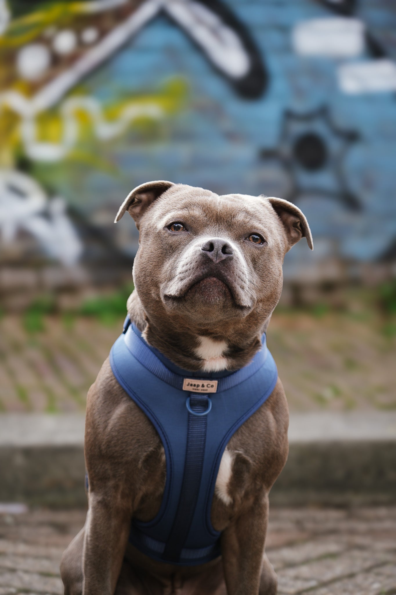 Bold Blue Waterproof - Set Tuigje