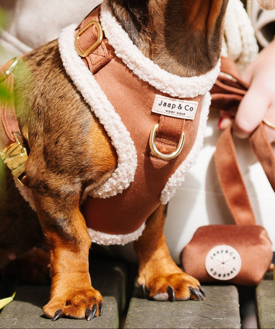 Hundegeschirr für die Übergangszeit