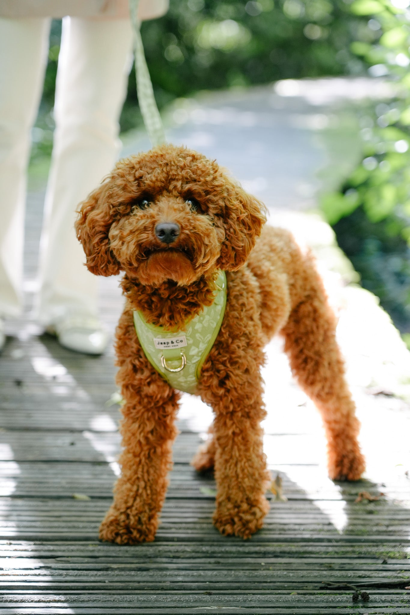 Botanical Glow - Hondentuigje