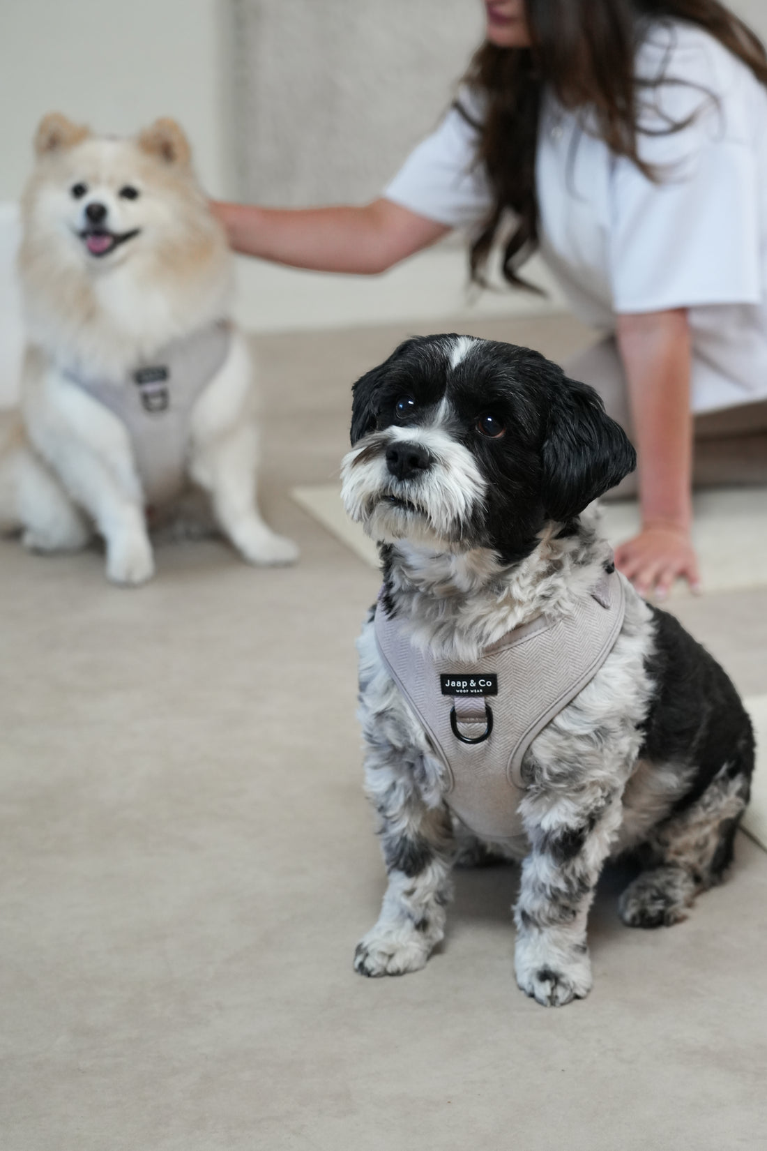 Classic Beige - Hondentuigje