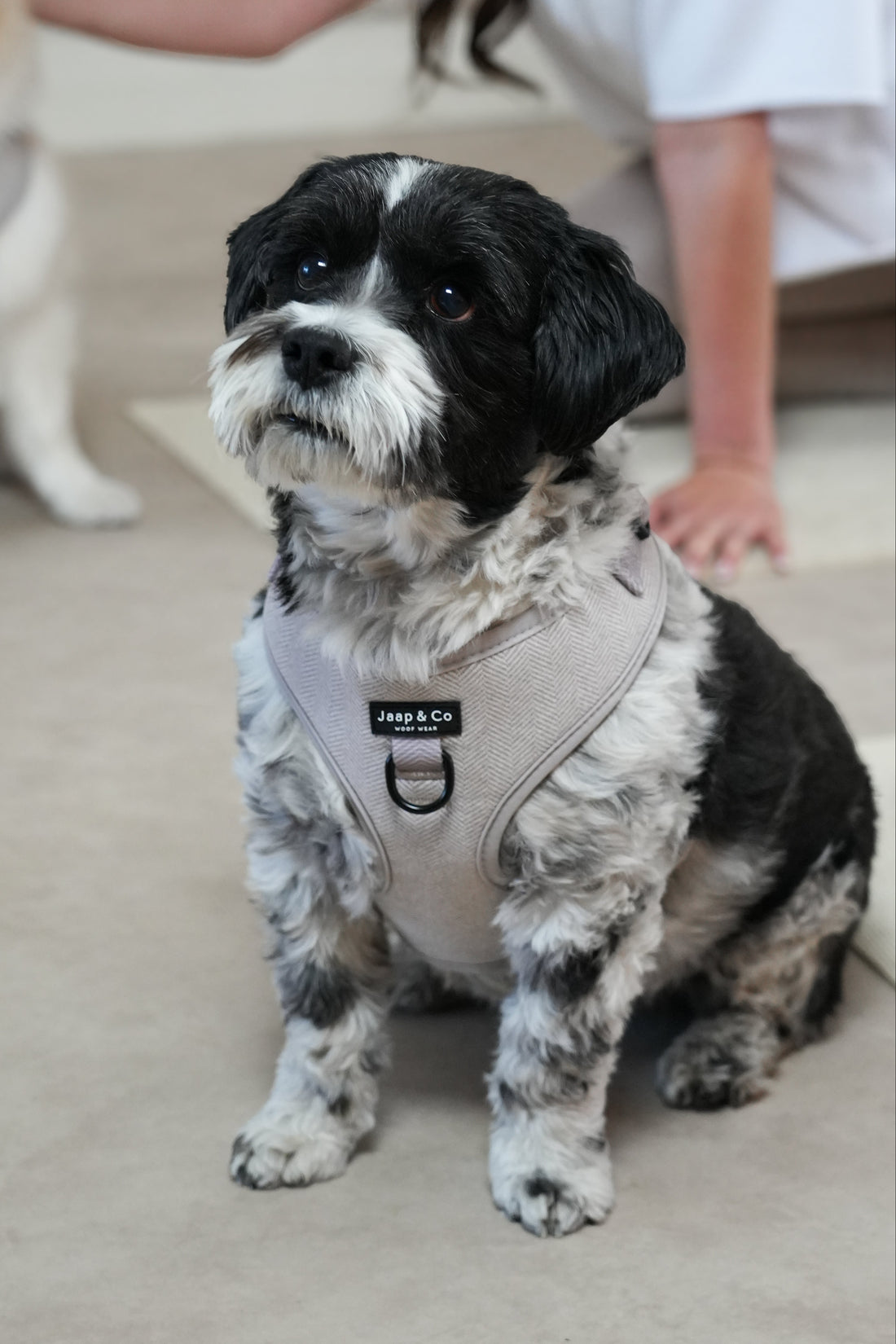 Classic Beige - Dog Harness