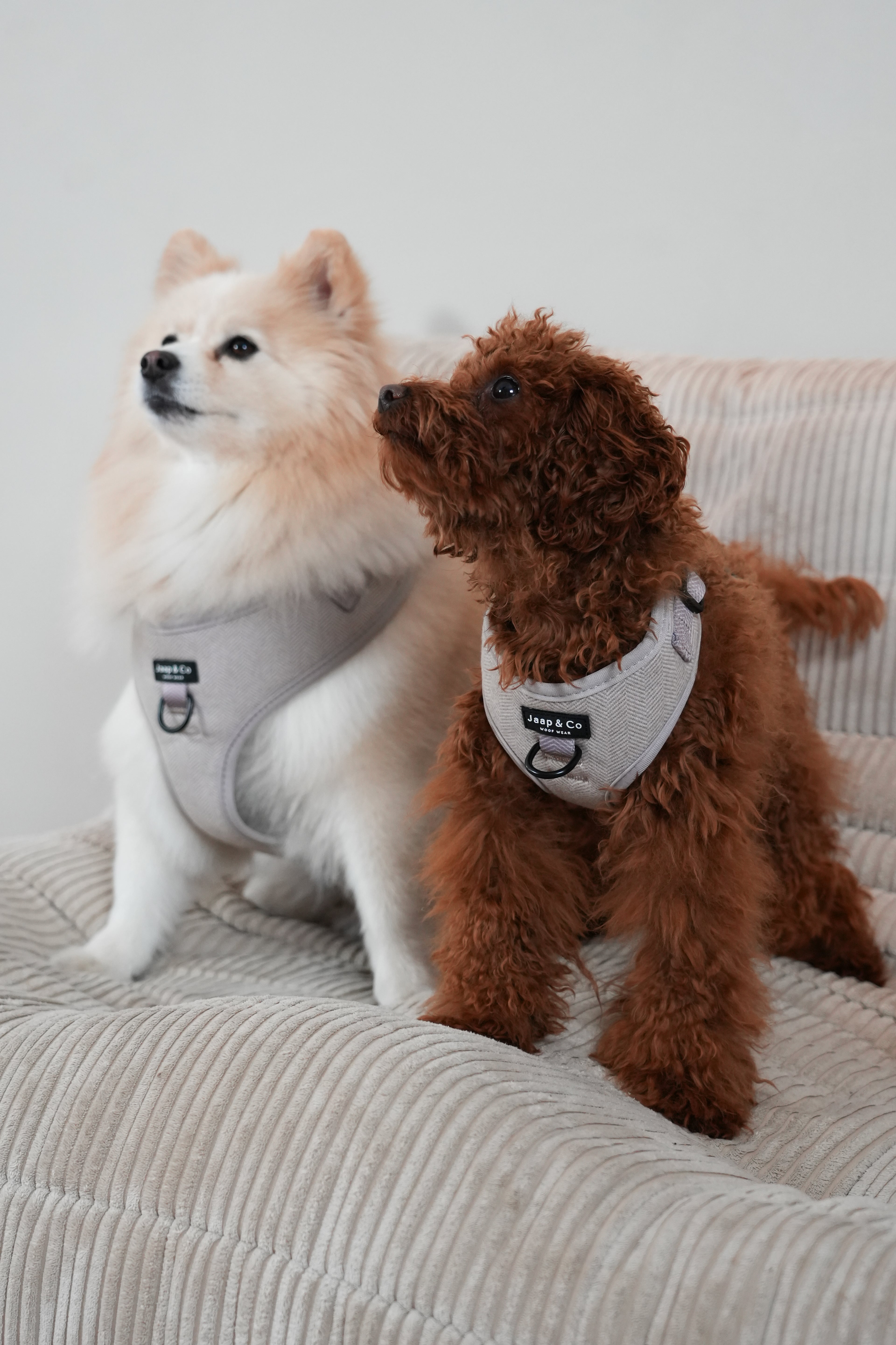 Classic Beige - Dog Harness