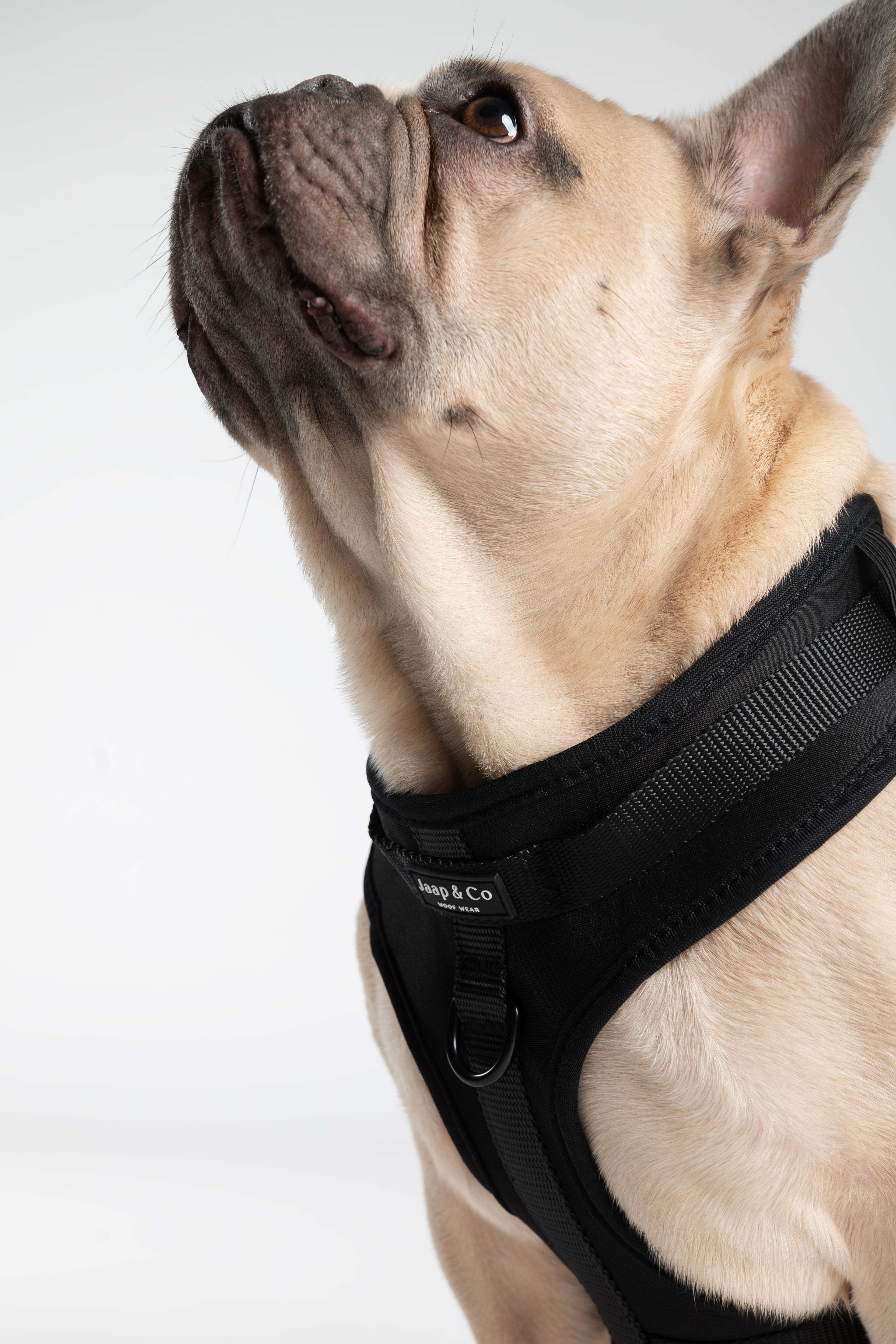 Black Paws Waterproof - Set Tuigje