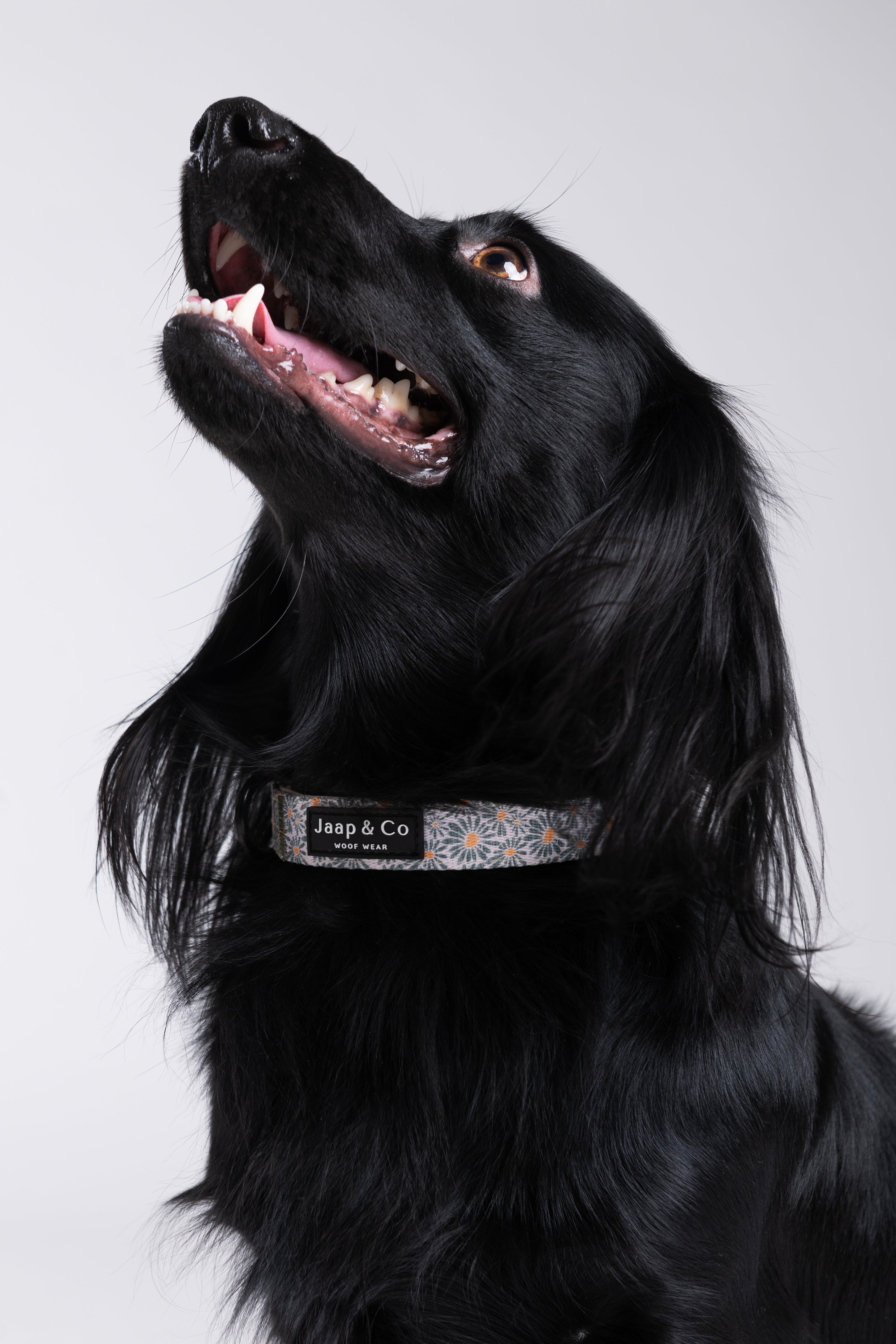 Floral Memories - Dog Collar