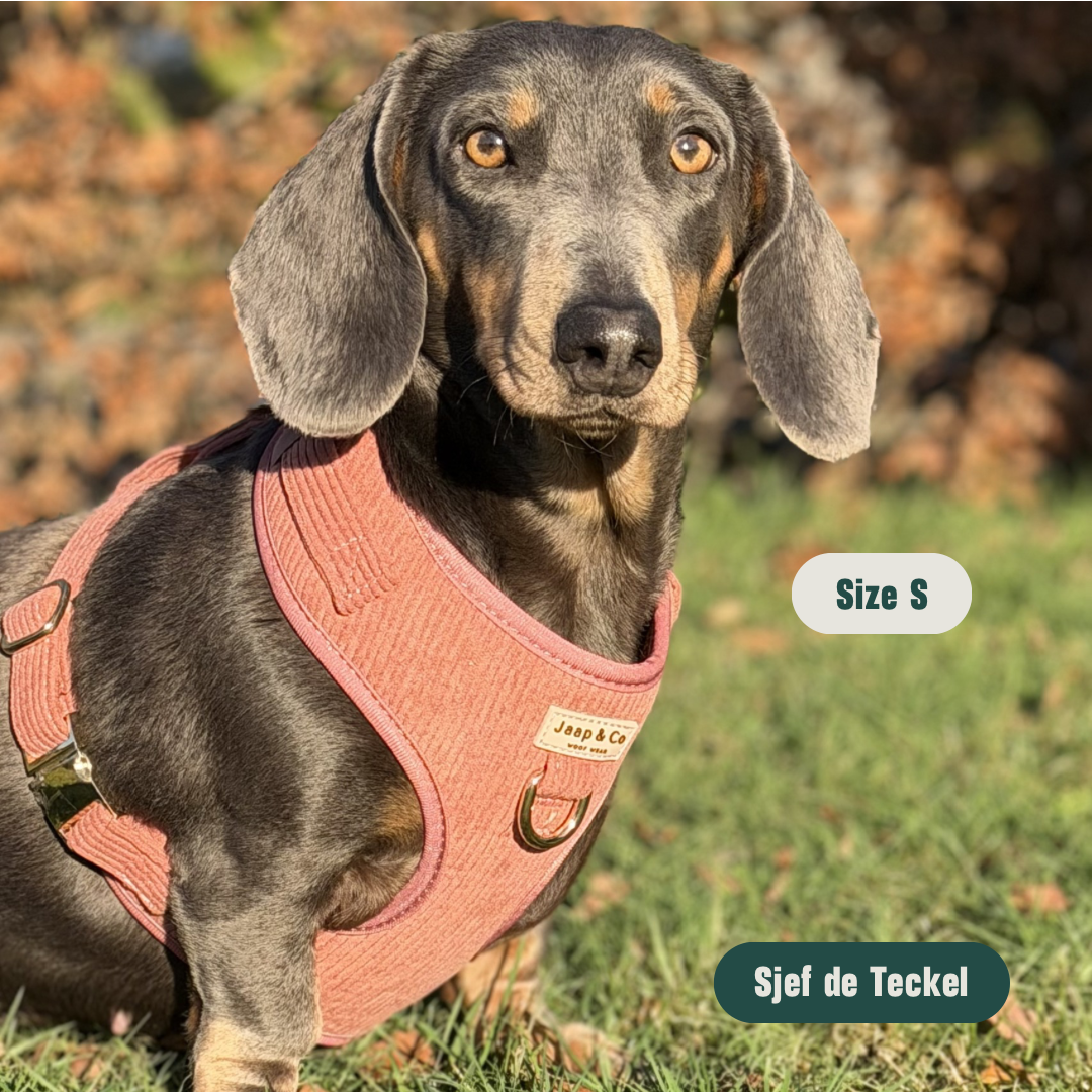 Golden Trails - Hondentuigje