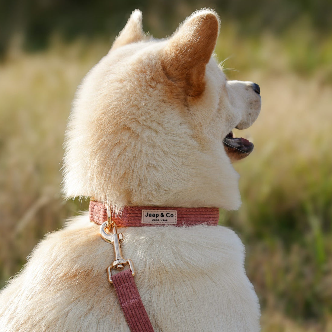 Hond met een koraalkleurige corduroy hondenhalsband uit de Jaap & Co Golden Trails collectie, goudkleurige metalen details en verstelbare sluiting, in warm nazomerlicht.