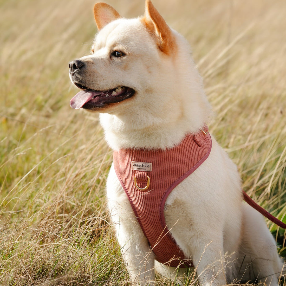 Hond draagt het koraalkleurige corduroy hondentuigje uit de Jaap & Co Golden Trails collectie met goudkleurige metalen details, perfect voor nazomerse wandelingen.