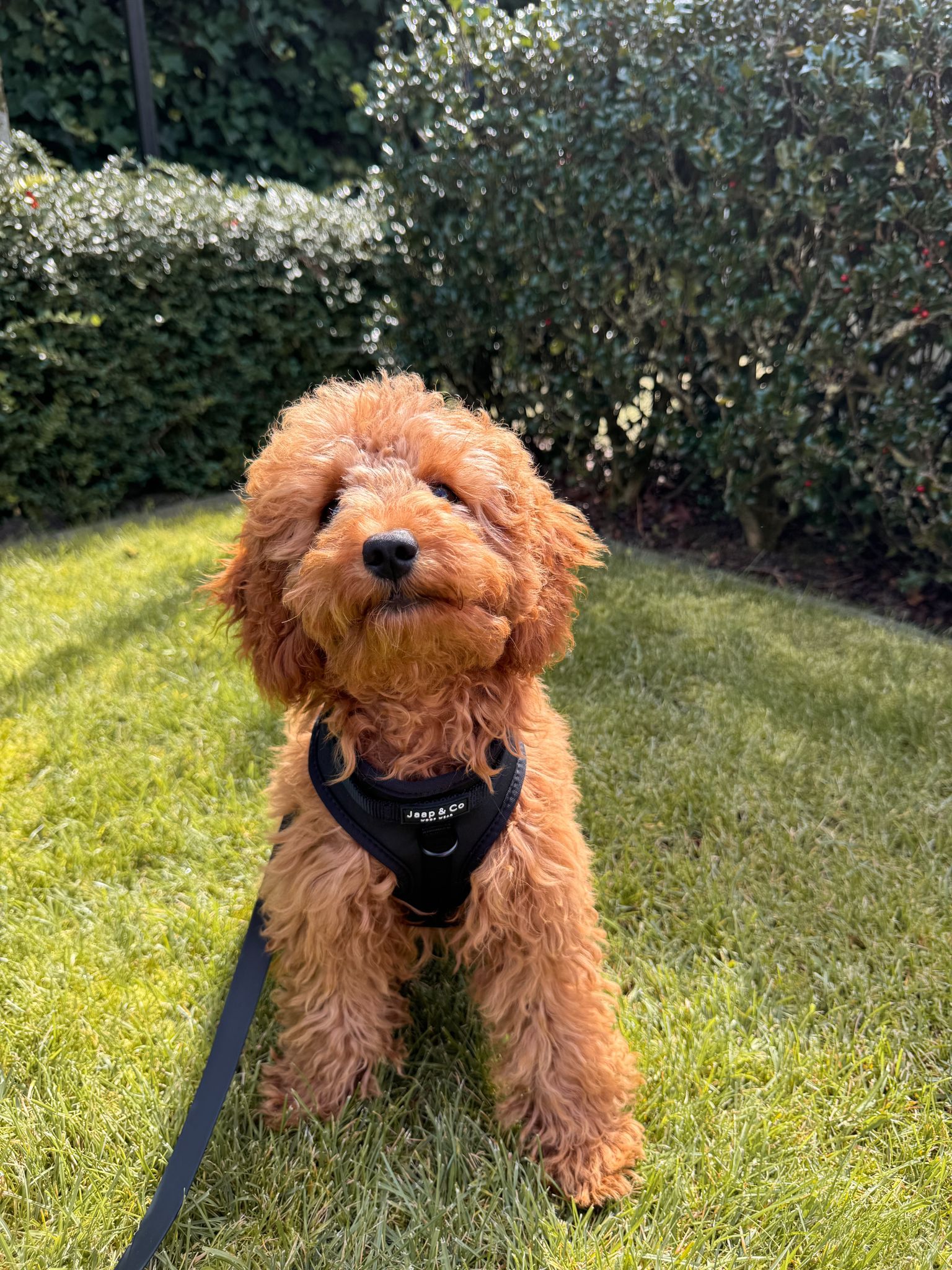 Black Paws Waterproof - Dog Harness