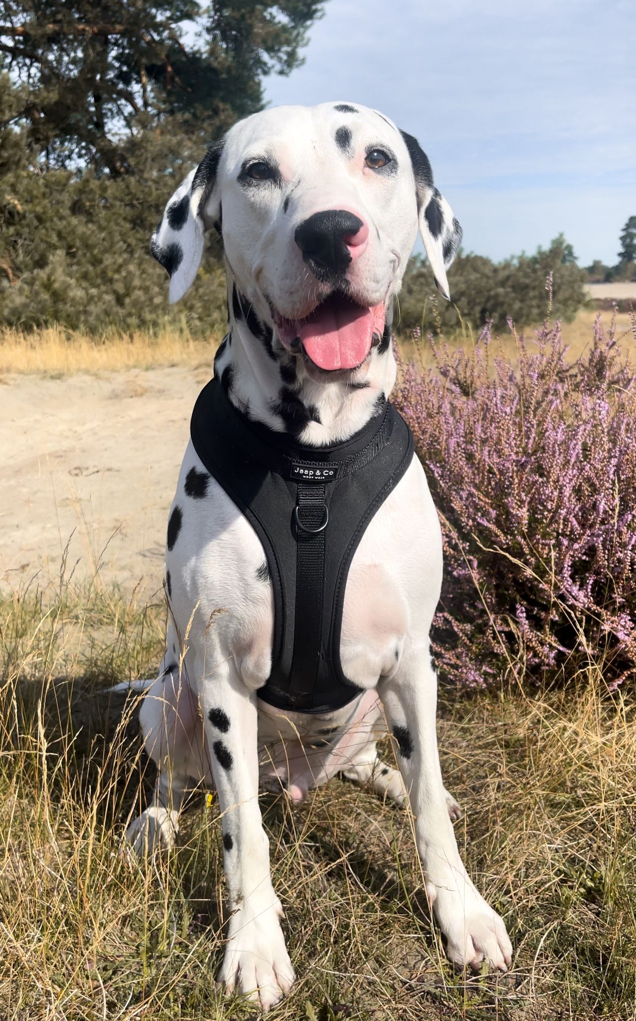 Black Paws Waterproof - Dog Harness