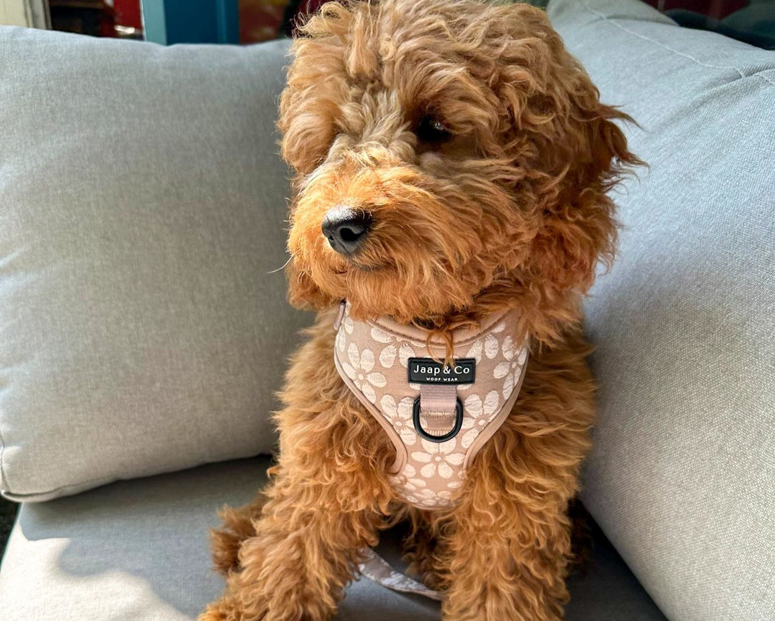 Blush Elegance - Dog Harness