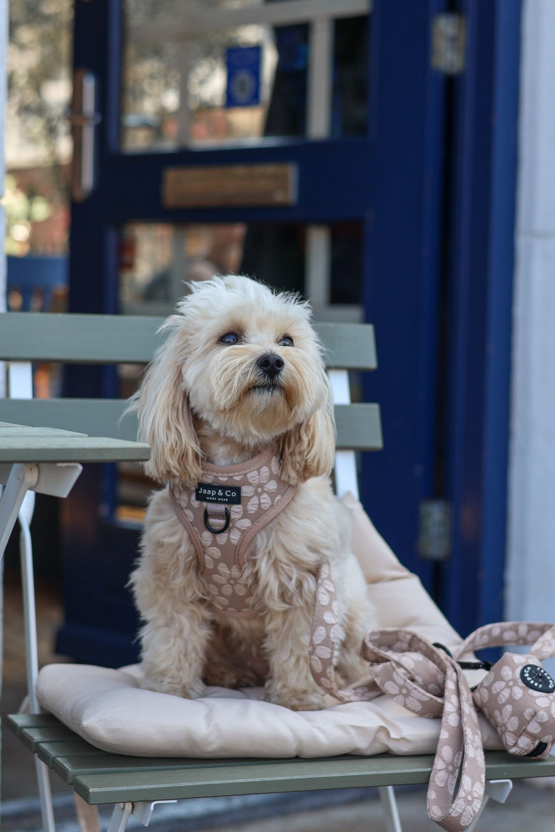 Blush Elegance - Hondenriem