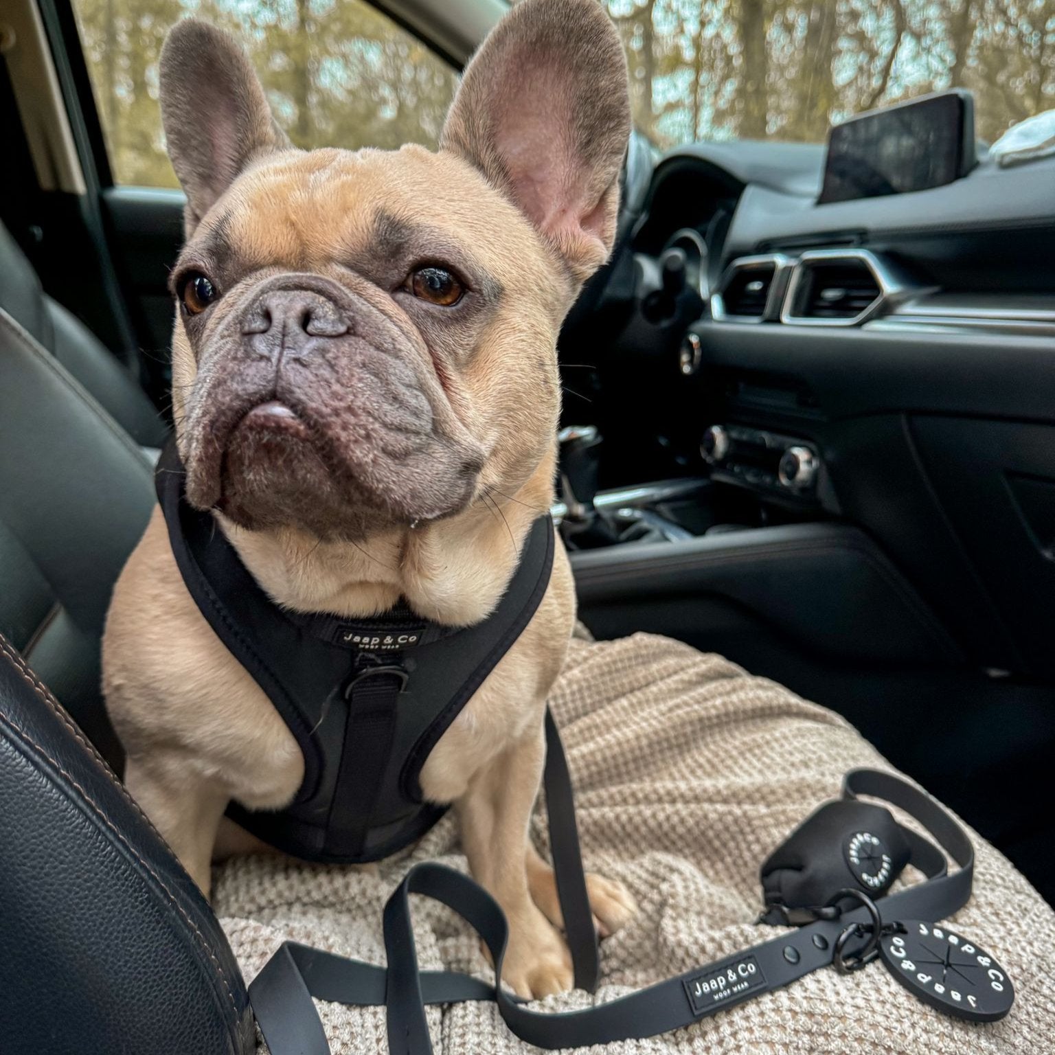 Black Paws Waterproof - Dog Harness