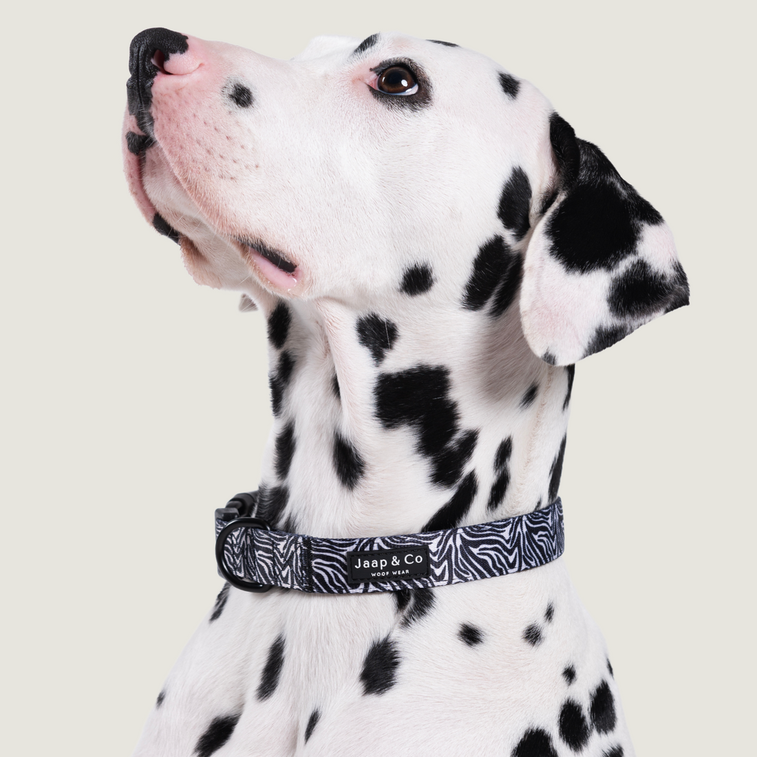 Zebra Chic - Hondenhalsband