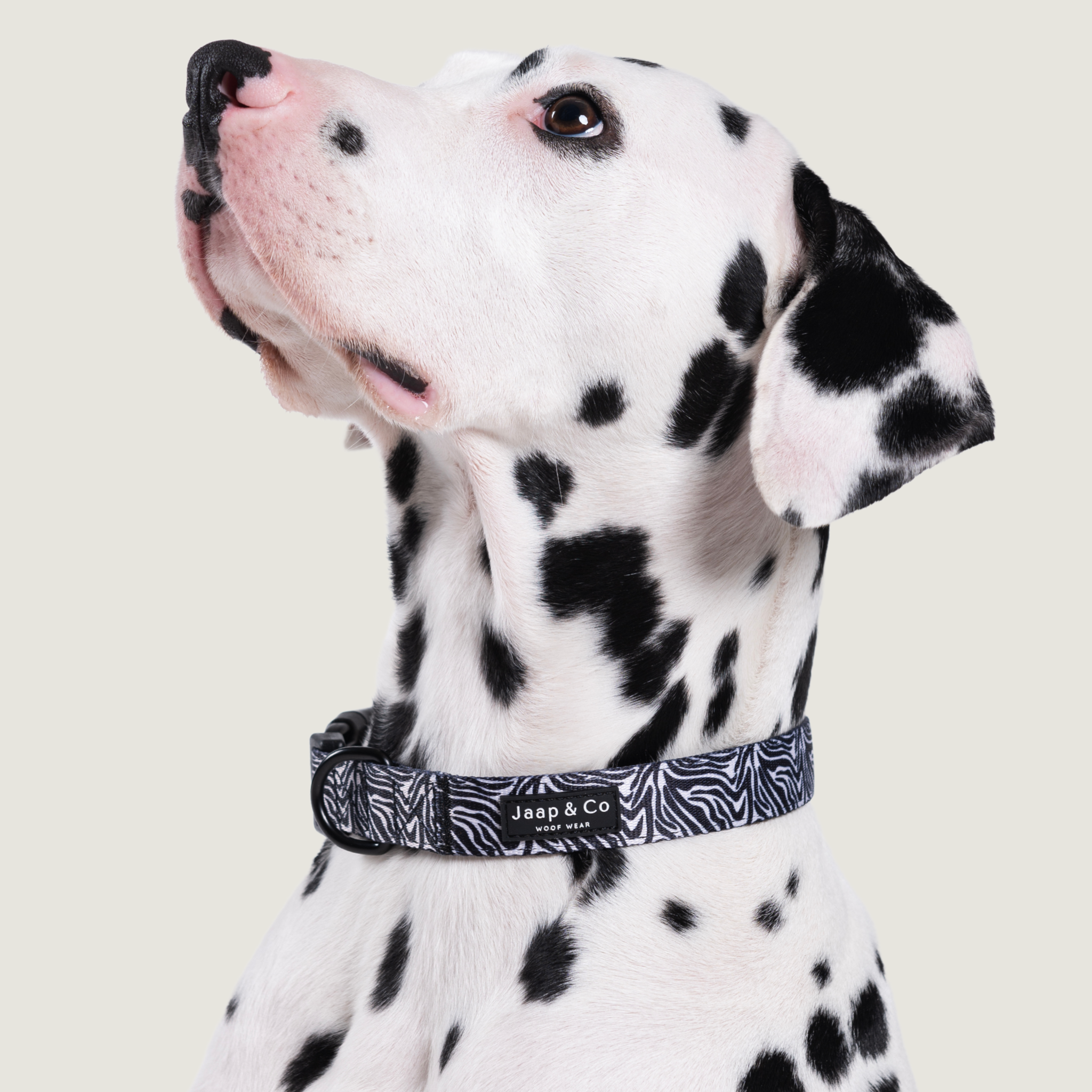 Zebra Chic - Set Halsband