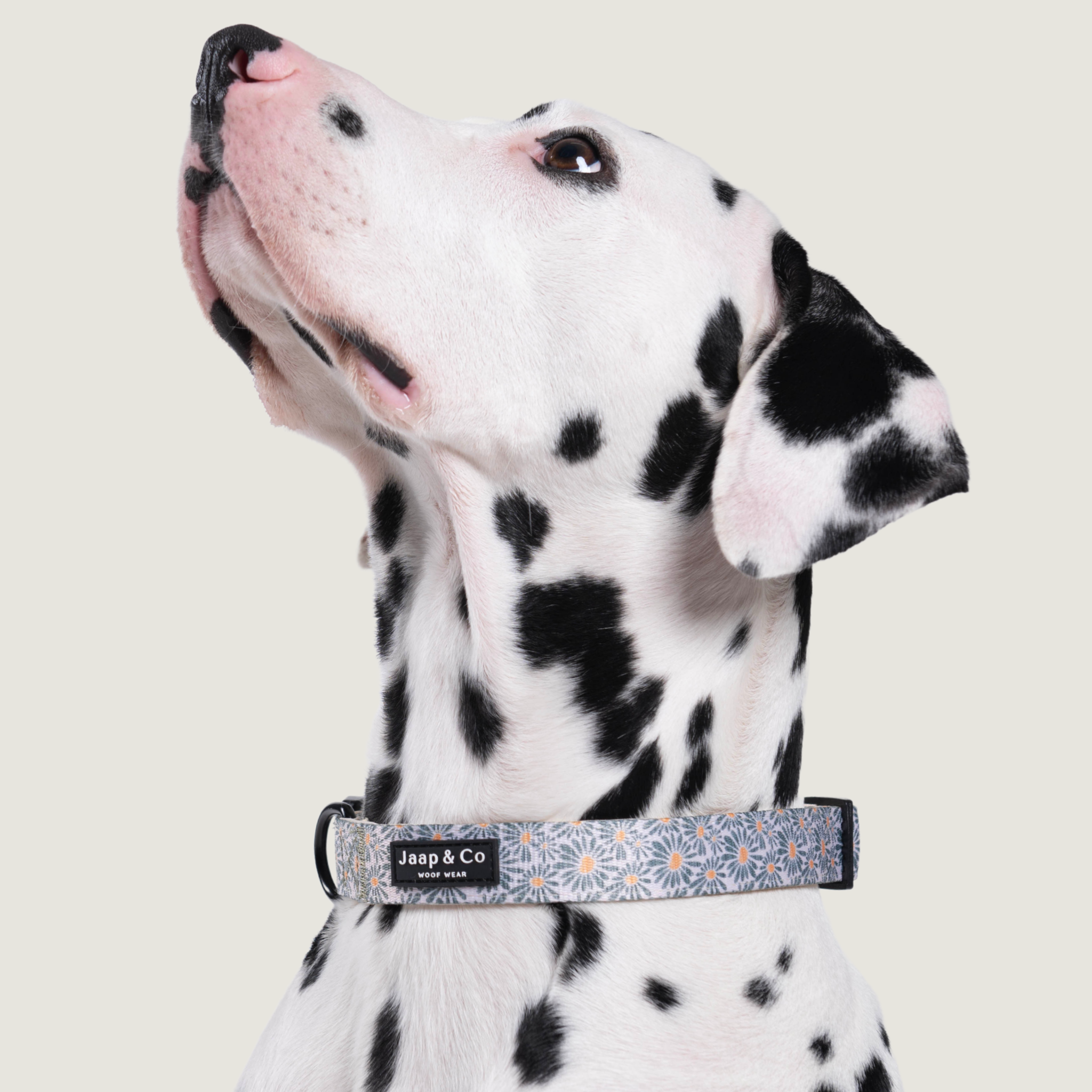 Dalmetiër hond draagt Jaap & Co Floral Memories hondenhalsband – comfortabel, veilig en verstelbaar