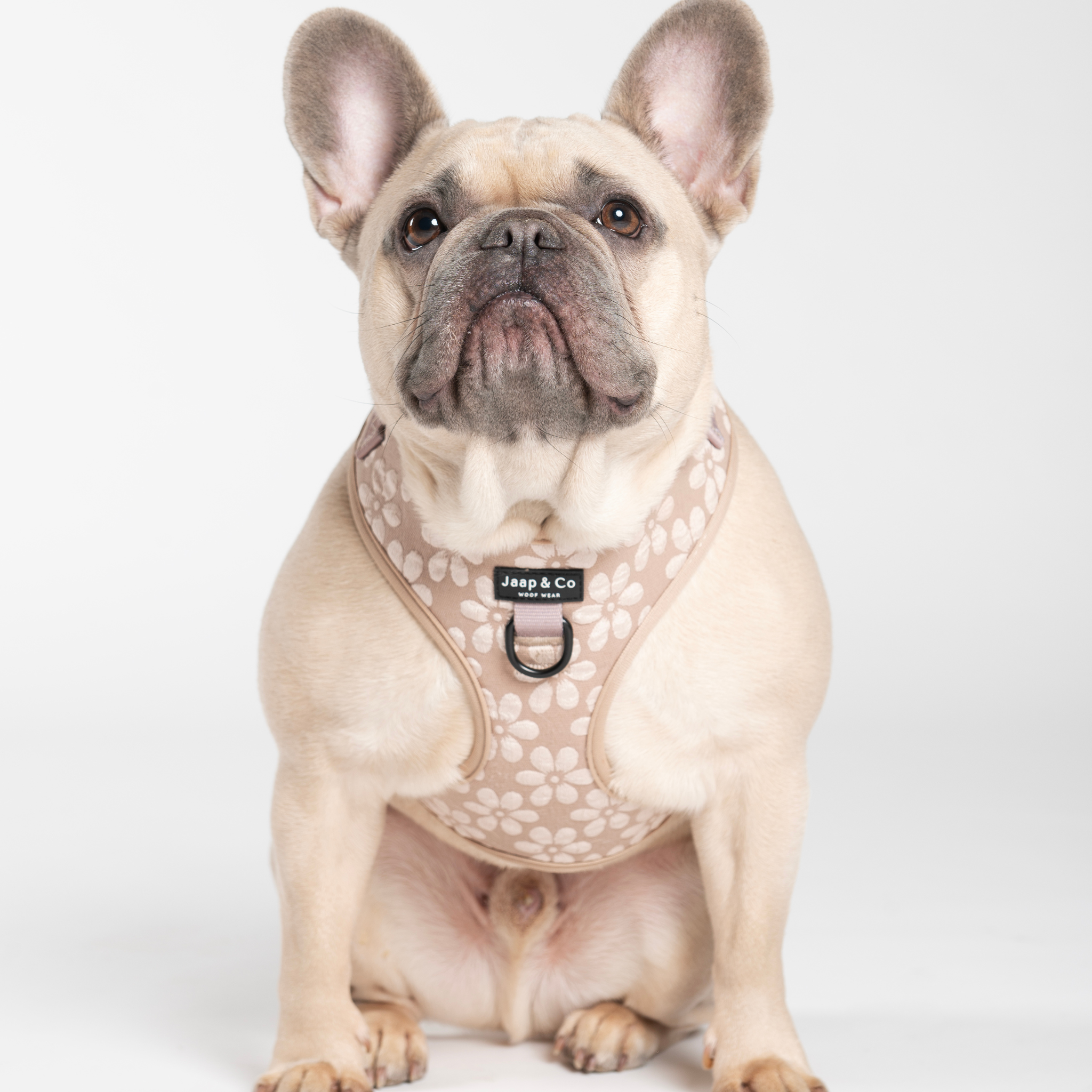 Franse Bulldog draagt de Blush Elegance hondentuigjev an Jaap & Co - beige met bloemenprint