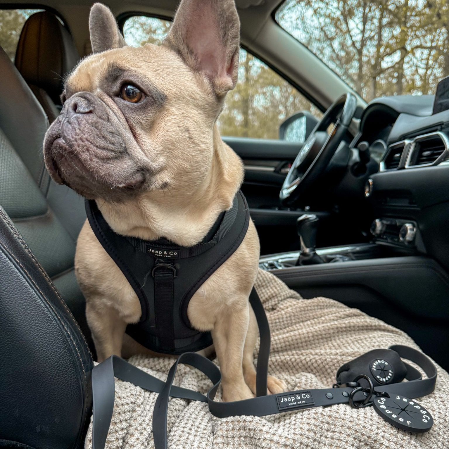 Franse Bulldog draagt het hondentuigje, riem en poopbagholder in de Black Paw Waterproof design van Jaap & Co