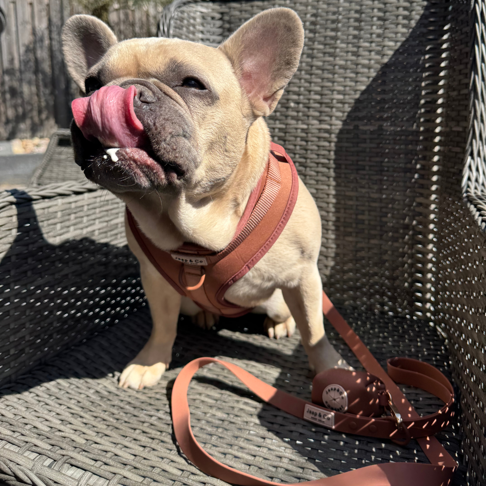 Franse Bulldog hond draagt de Mocha Mousse Waterproof hondentuig, riem en poepzakjeshouder van Jaap & Co