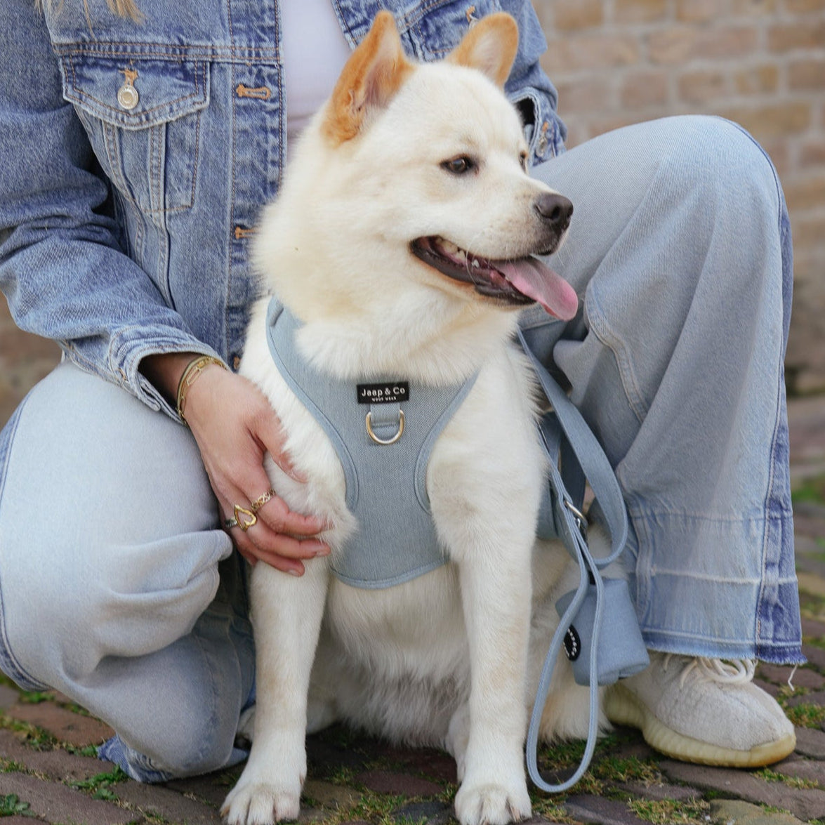 Hond matcht met zijn tuigje met baasje in denim outfit. Het tuigje is een mooie lichtblauwe denim kleur van de Jaap & Co Denim Days collectie