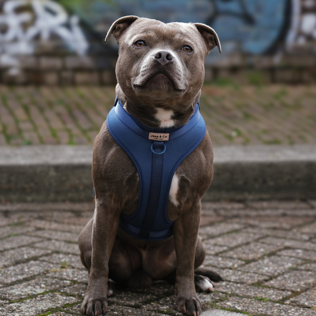 Prachtige waterproof hondentuigje in een blauwe kleur, verstelbaar en comfortabel in verschillende maten. Onderdeel van de Bold Blue Waterproof Collectie van Jaap & Co