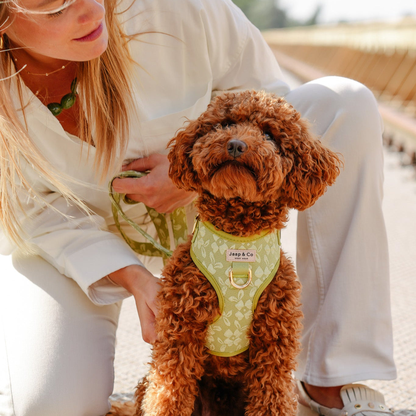 Labradoodle draagt de Botanical Glow, een lichtgroen tuigje met lichte geborduurde bloemenprint van Jaap & Co