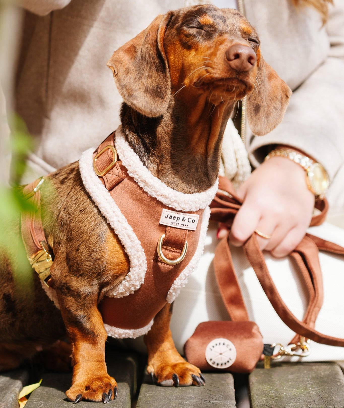 Teckel draagt het Soft Season hondentuigje, een prachtige bruine velvet stof en aan de binnenkant een beige teddy stof. Perfect voor de herfst.