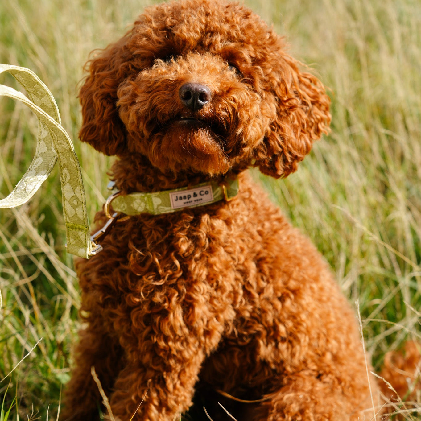 Labradoodle draagt de lichtgroene Botanical Glow verstelbare halsband van Jaap & Co