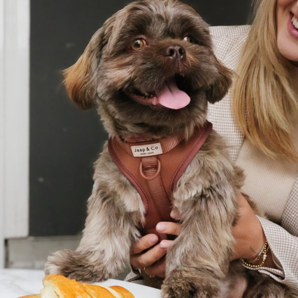 Shitzu op schoot bij baasje. De hond draagt de Mocha Mousse Waterproof hondentuig van Jaap & Co