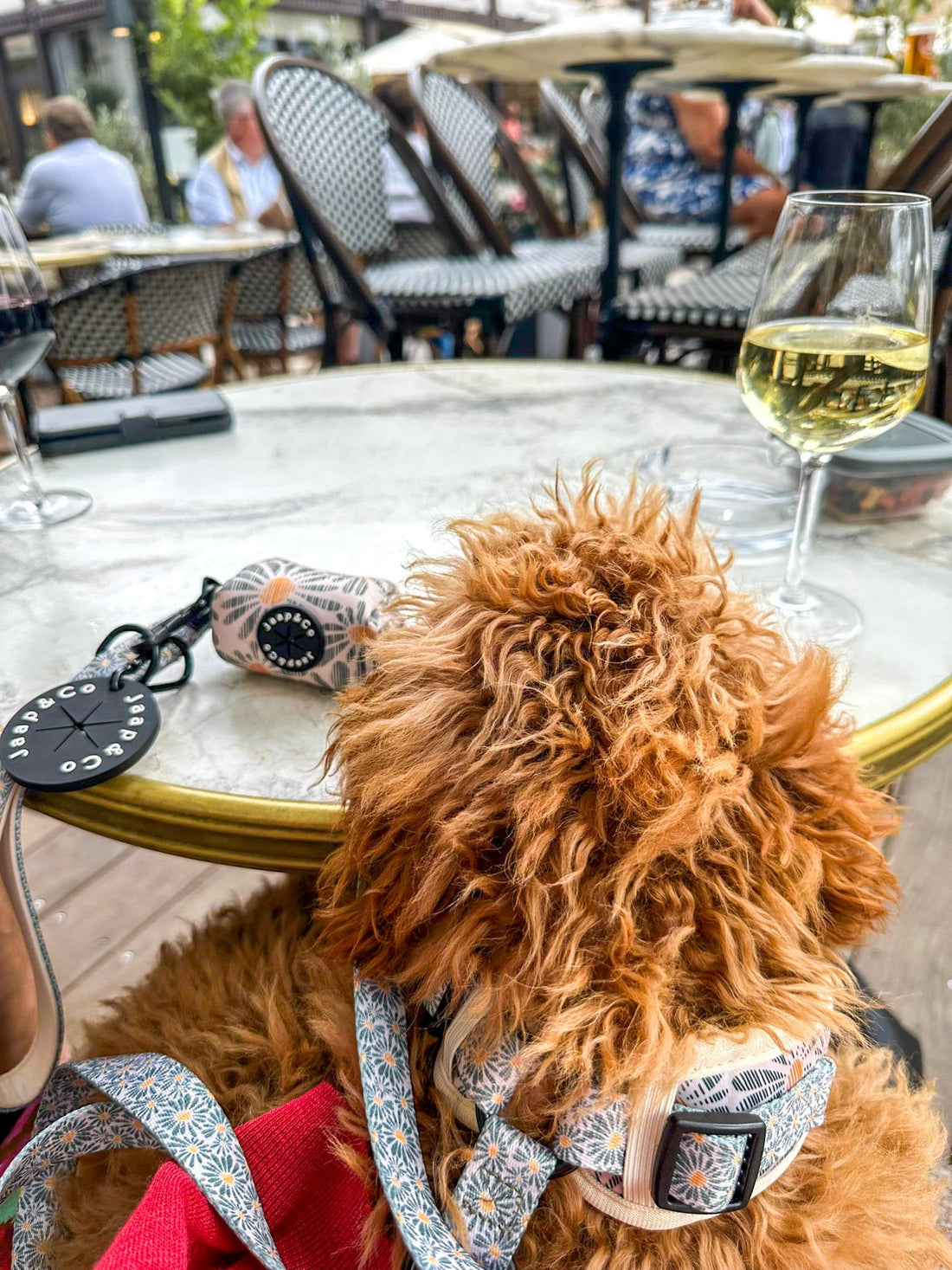 Complete Floral Memories hondenaccessoires set gedragen door een Toypoedel – stijlvol en functioneel