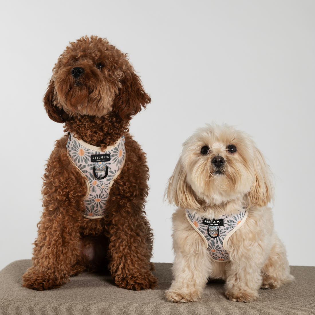Toypoodle en maltipoo zitten naast elkaar en dragen het floral memories hondentuigje van Jaap & Co