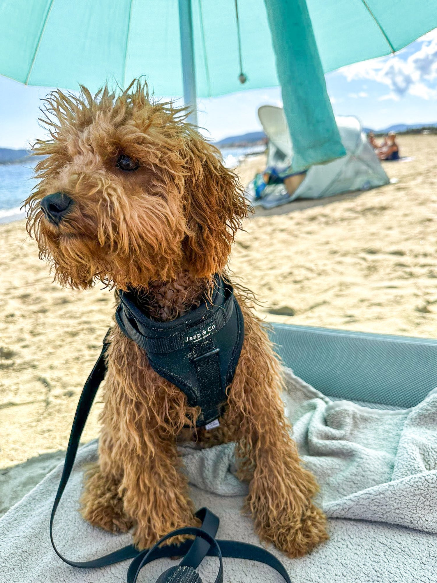 Wandelen met je hond bij warm weer: 7 tips voor een veilige zomerwandeling