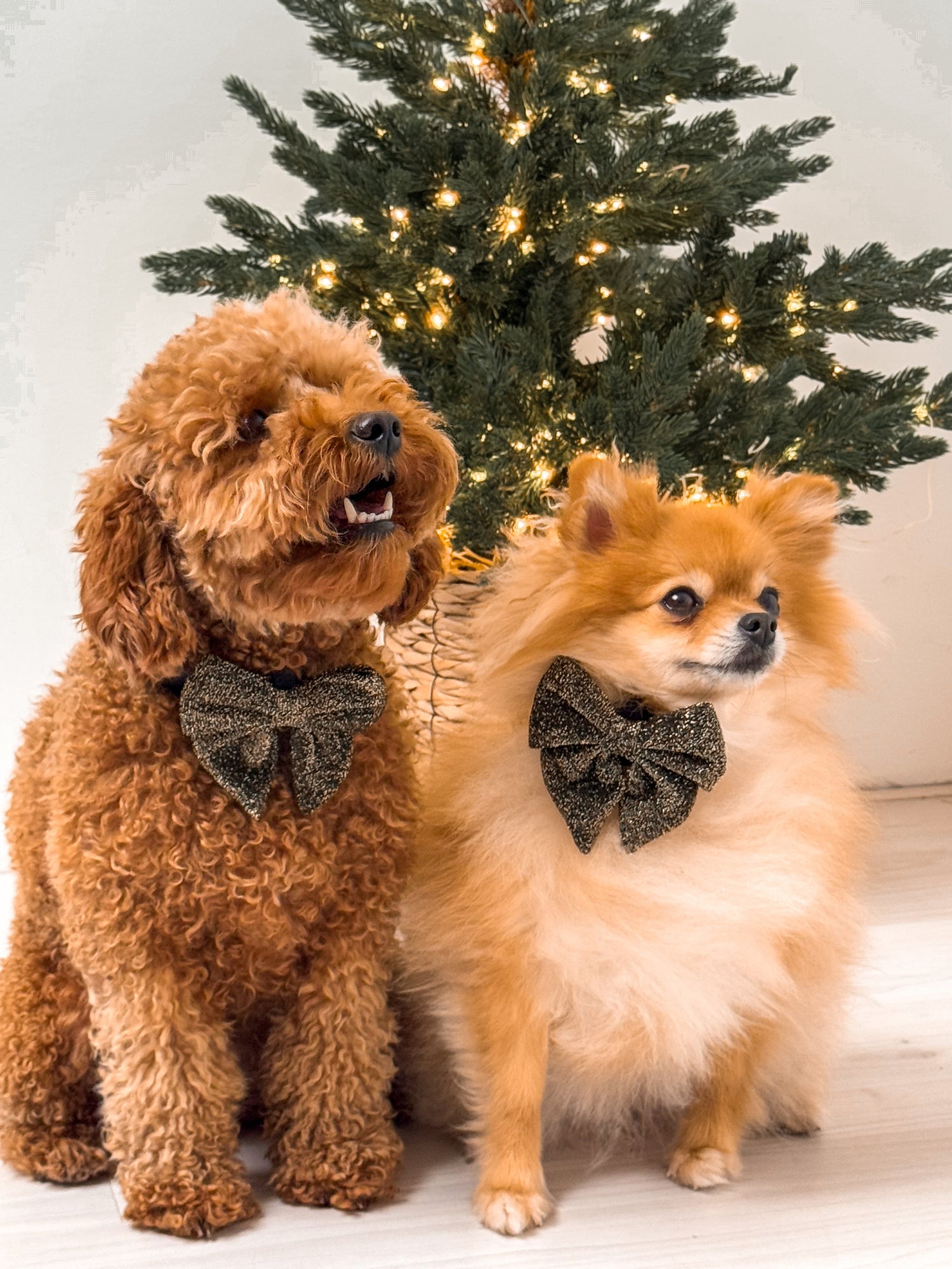 De mooiste wandelingen voor jou en je hond: ontdek pootvriendelijke routes