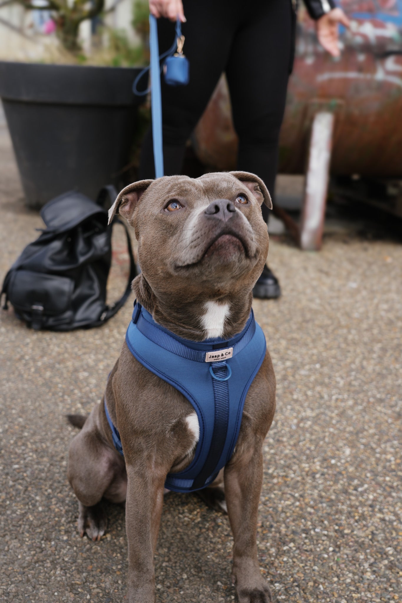 DIY hondenkoekjes voor de winter: warm, lekker en gezond voor je viervoeter
