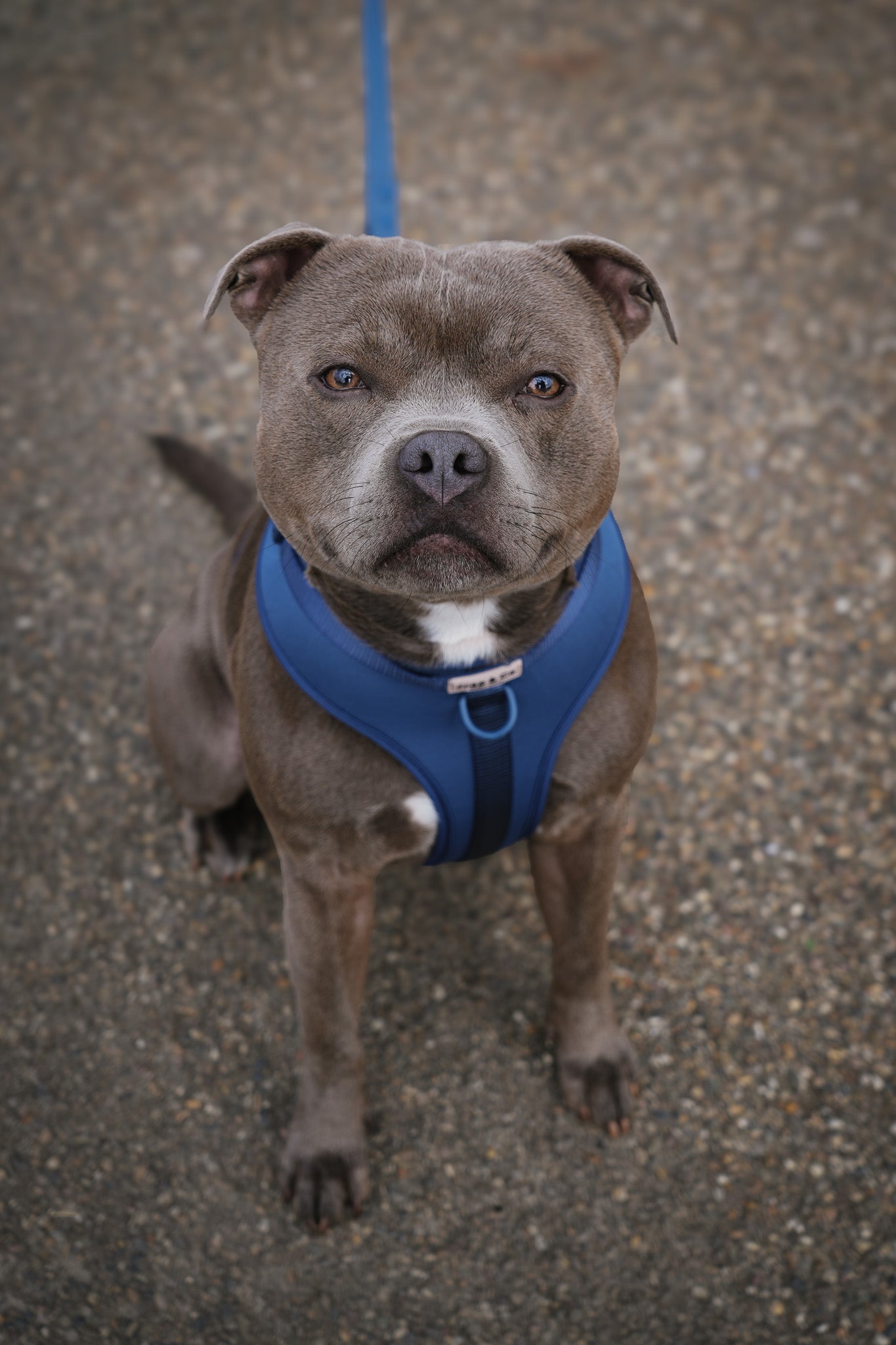 Lampionnen, lekkers & pootjes: vier Sint-Maarten met je hond